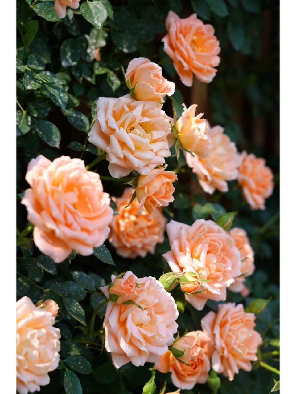 差不多, 暂且当做"蔷薇花"去拍照吧～ 香槟色月季花在合肥算是比较稀