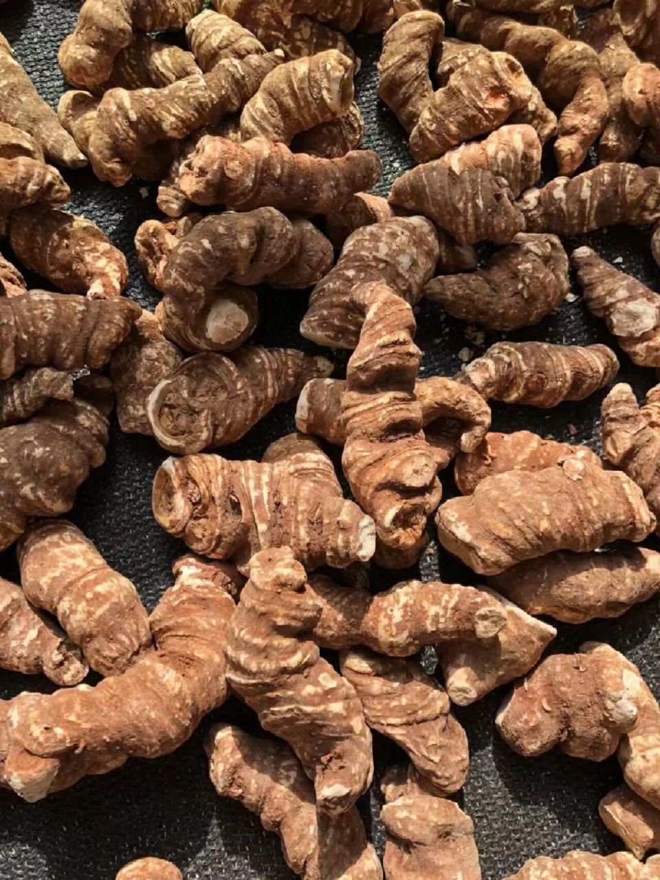 野生重楼重楼具有清热解毒,消肿止