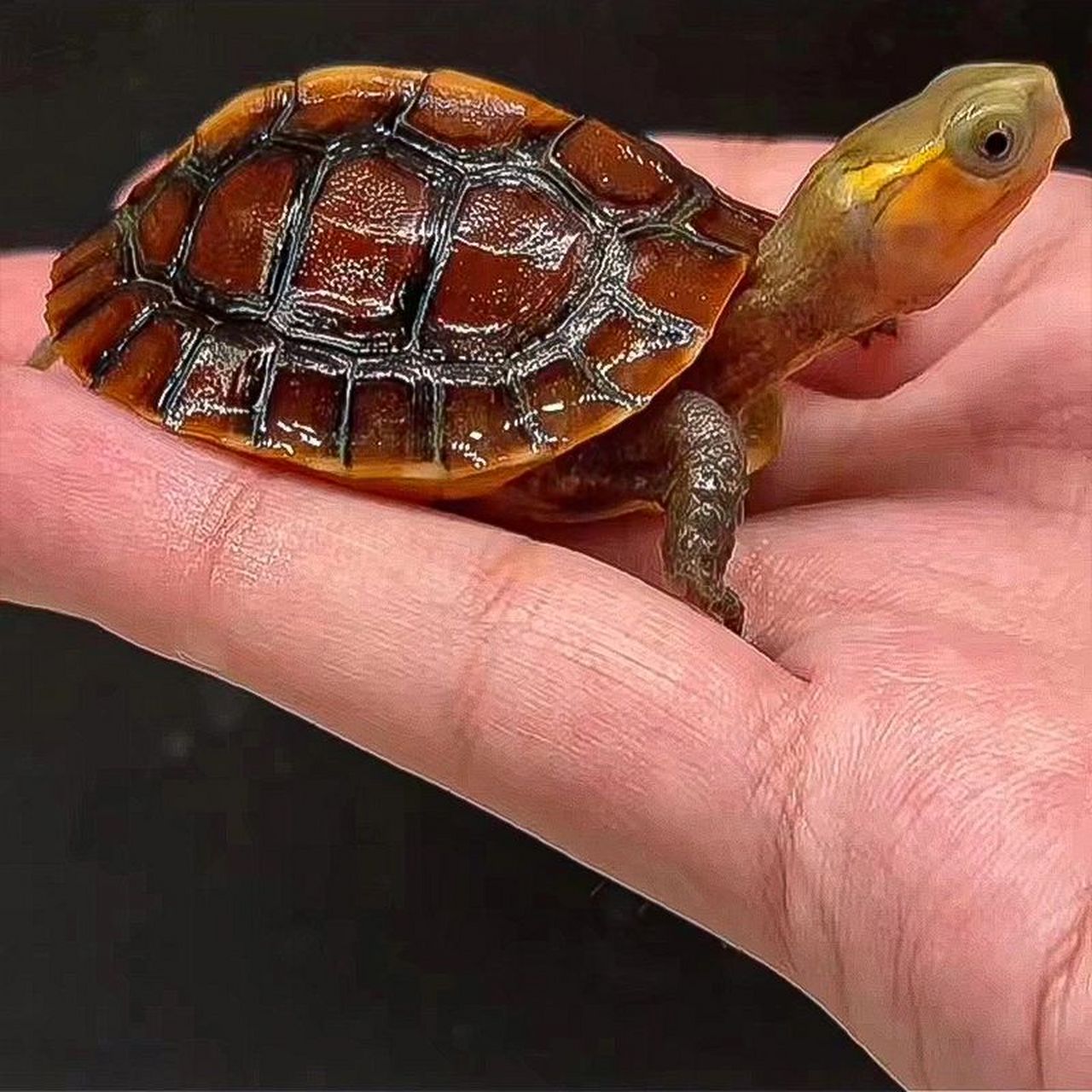 安缘,浙缘与台缘的区别 【红宝玉】绣珠顶,红宝玉安缘 02安缘:安缘