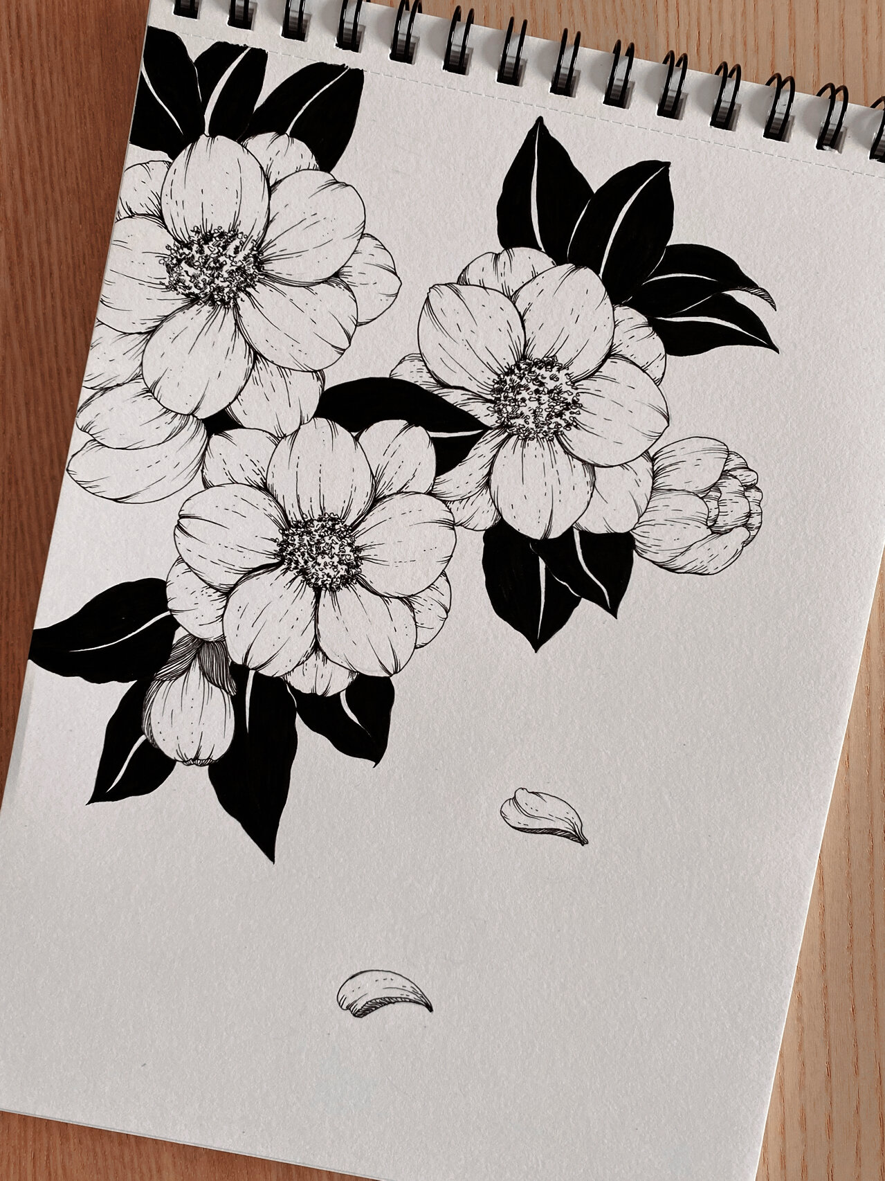 黑白线描花卉.山茶花.一起画