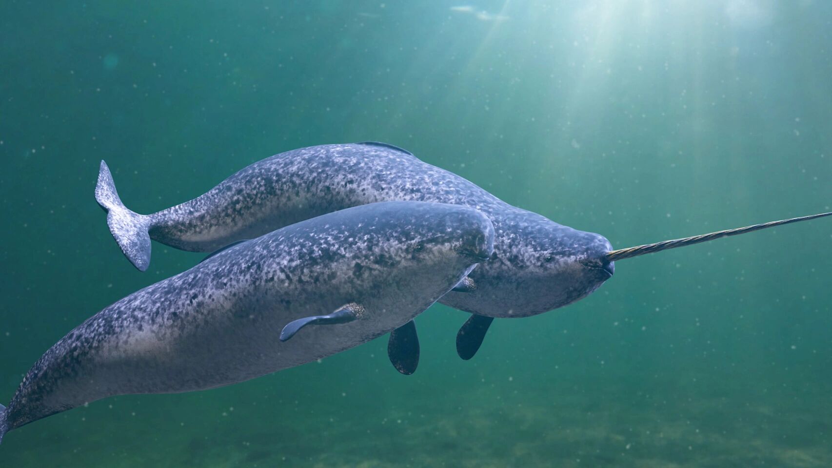 独角鲸 | 大海里的独角兽