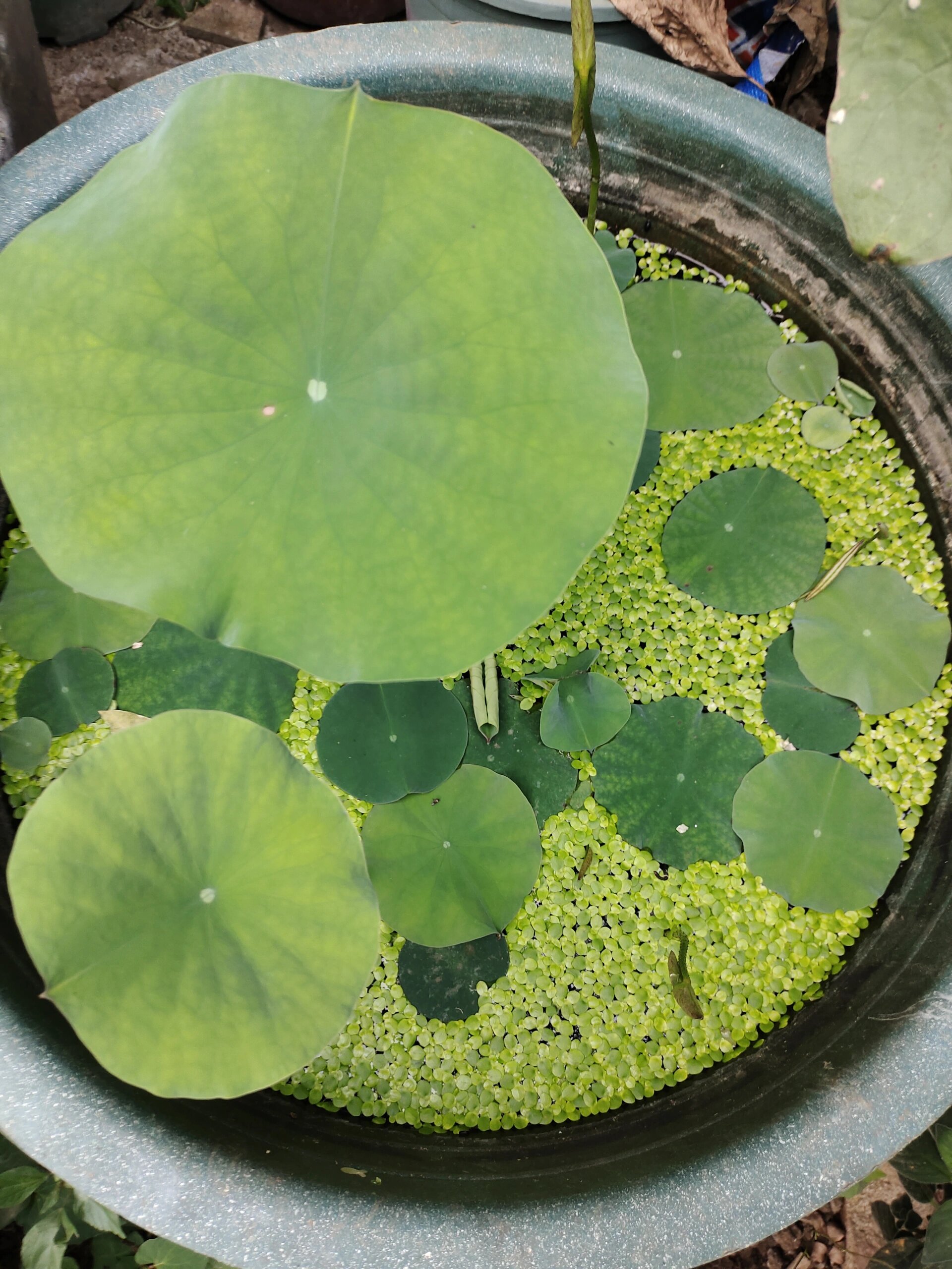 这种绿色小小颗的浮萍怎么去除?