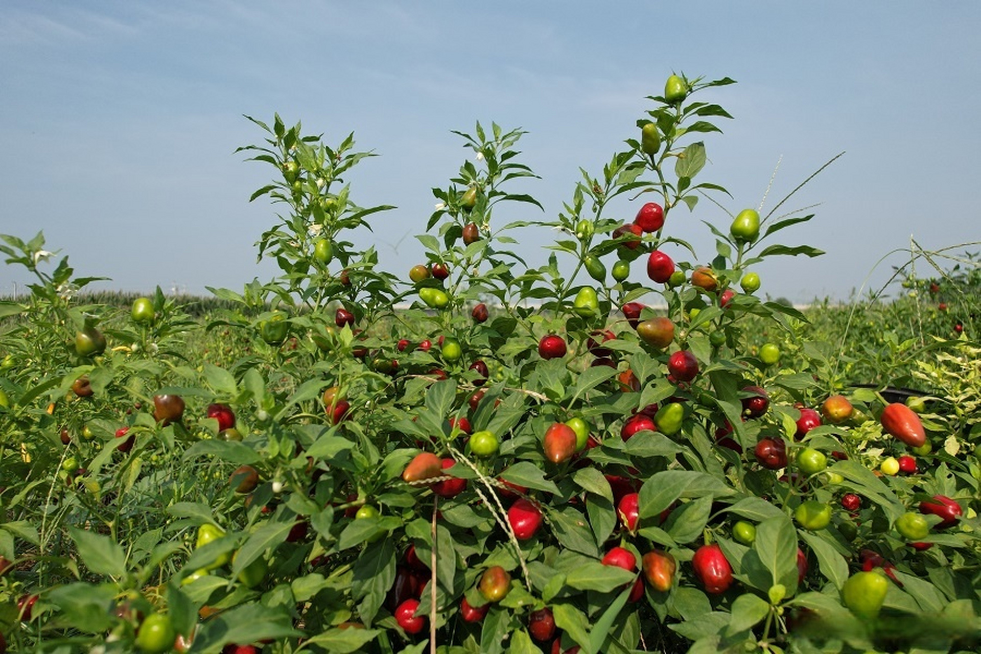 安徽亳州谯城区芦庙镇:辣椒家族"珠子椒"致富路上"红灯笼"  2022年8月