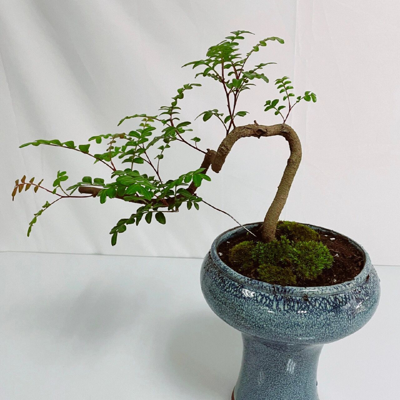 每天认识一种绿植:"驱赶蚊虫"清香木 91名称:清香木 00别名:对节