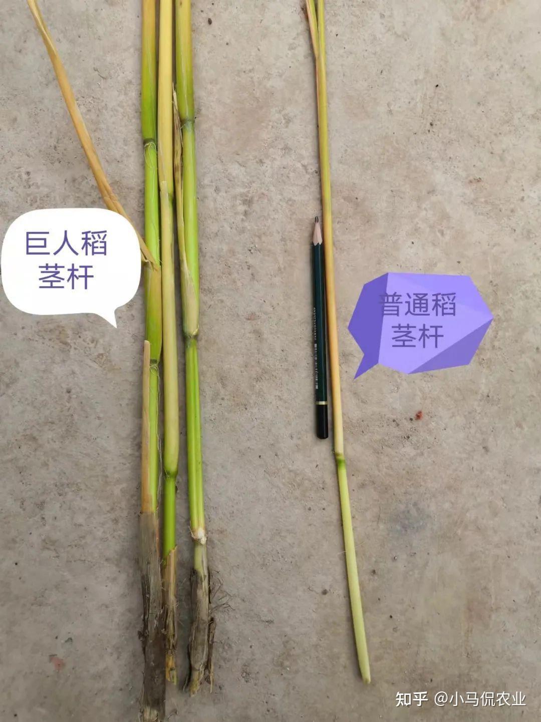 长沙种出2米2高巨型稻致敬袁隆平这种水稻是如何培育的