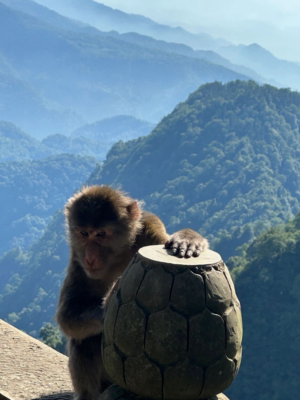 峨眉山猴子摄影图片