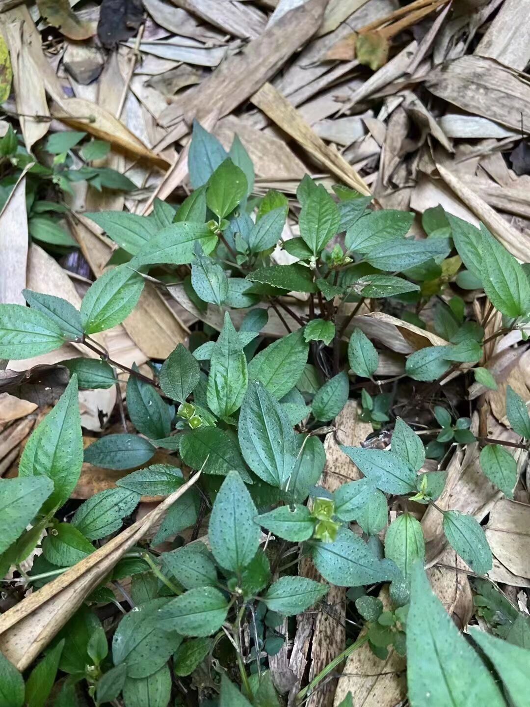 野生风柜斗草,大福建的护肝宝贝山珍!