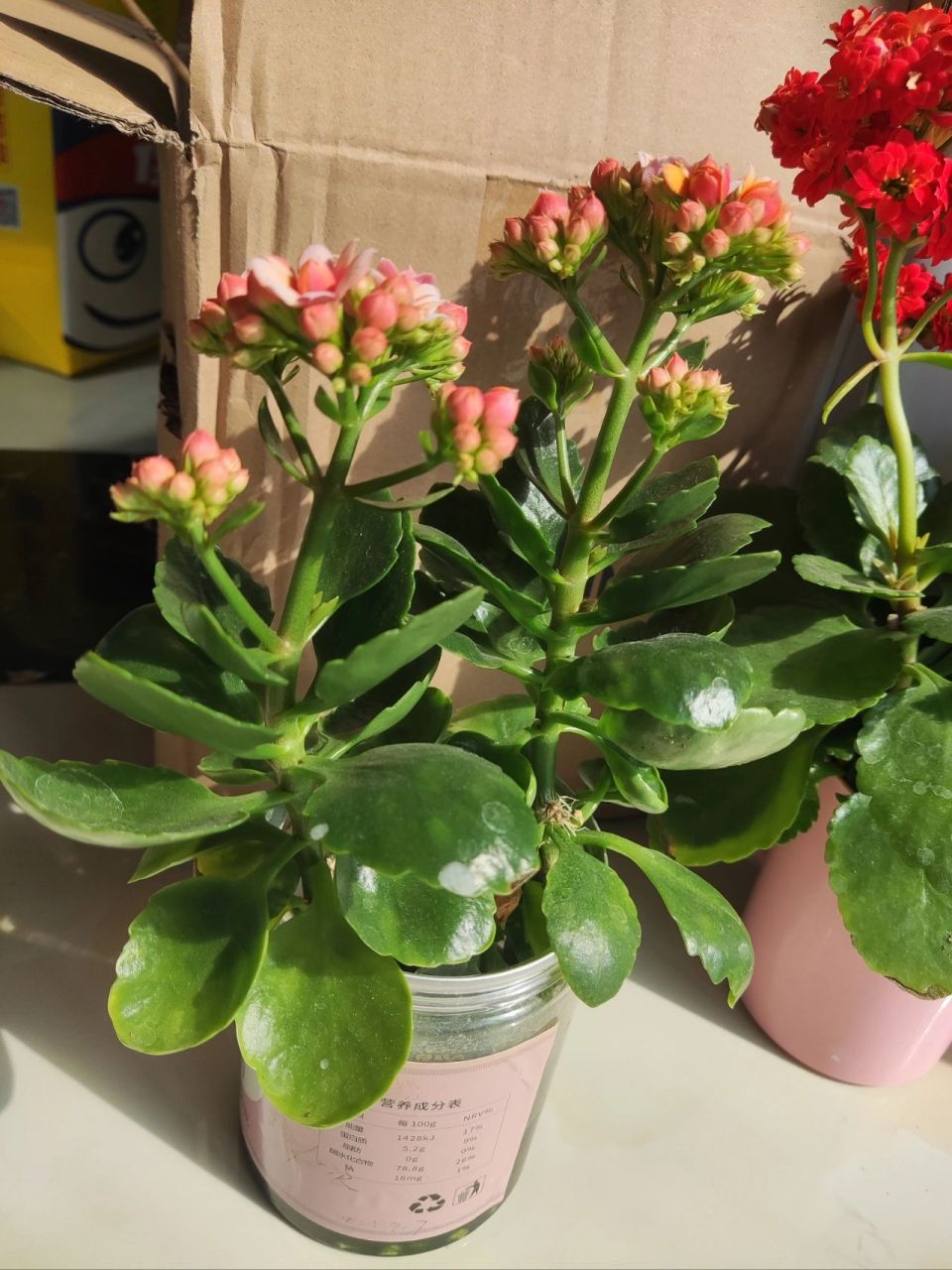 水培长寿花 水培很简单, 减下来的枝条直接放水里 期间不用管它 没水