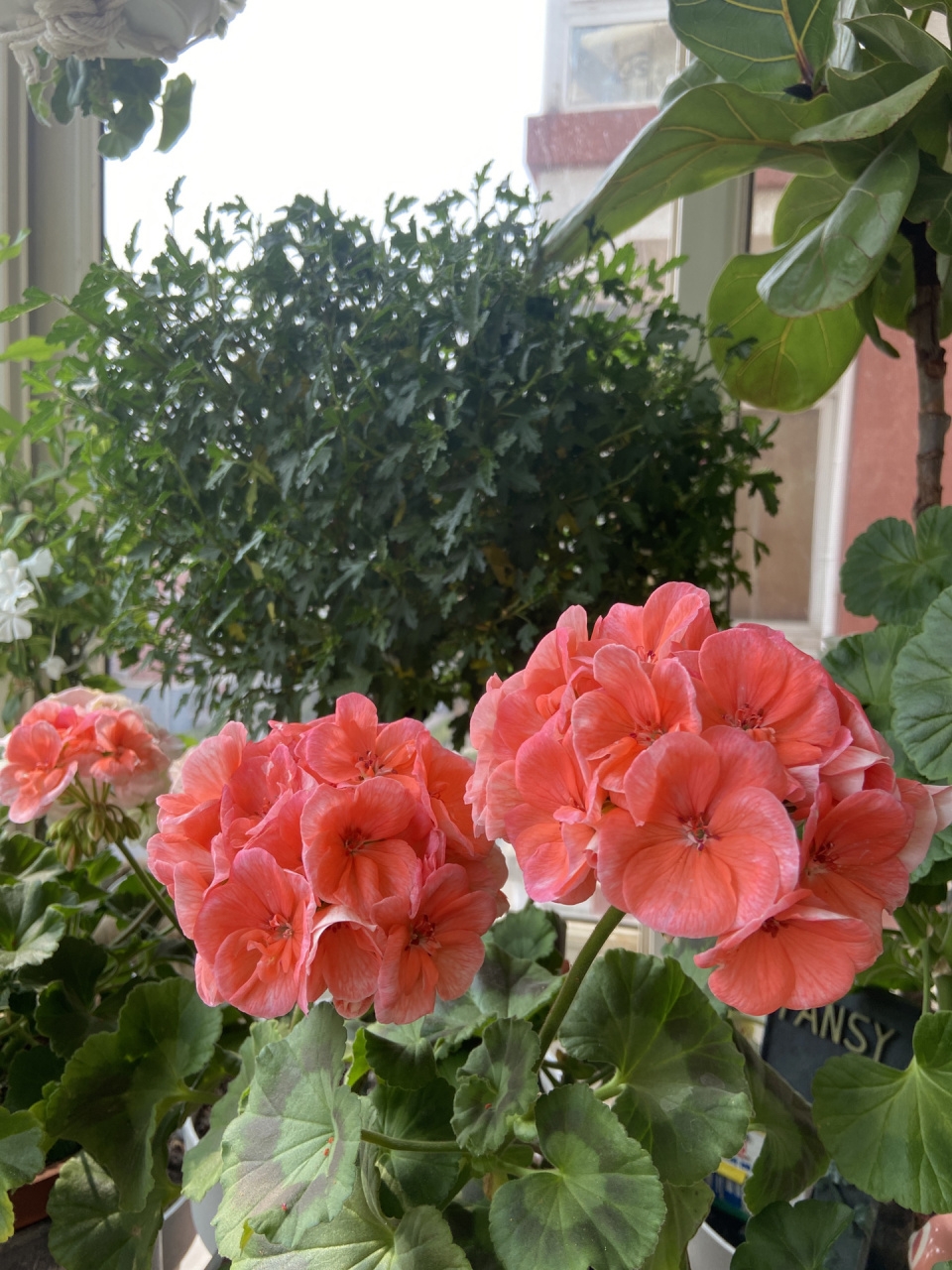 天竺葵经典品种大山宫不愧是当年网红,花球比拳头都大,而且不浪费一个