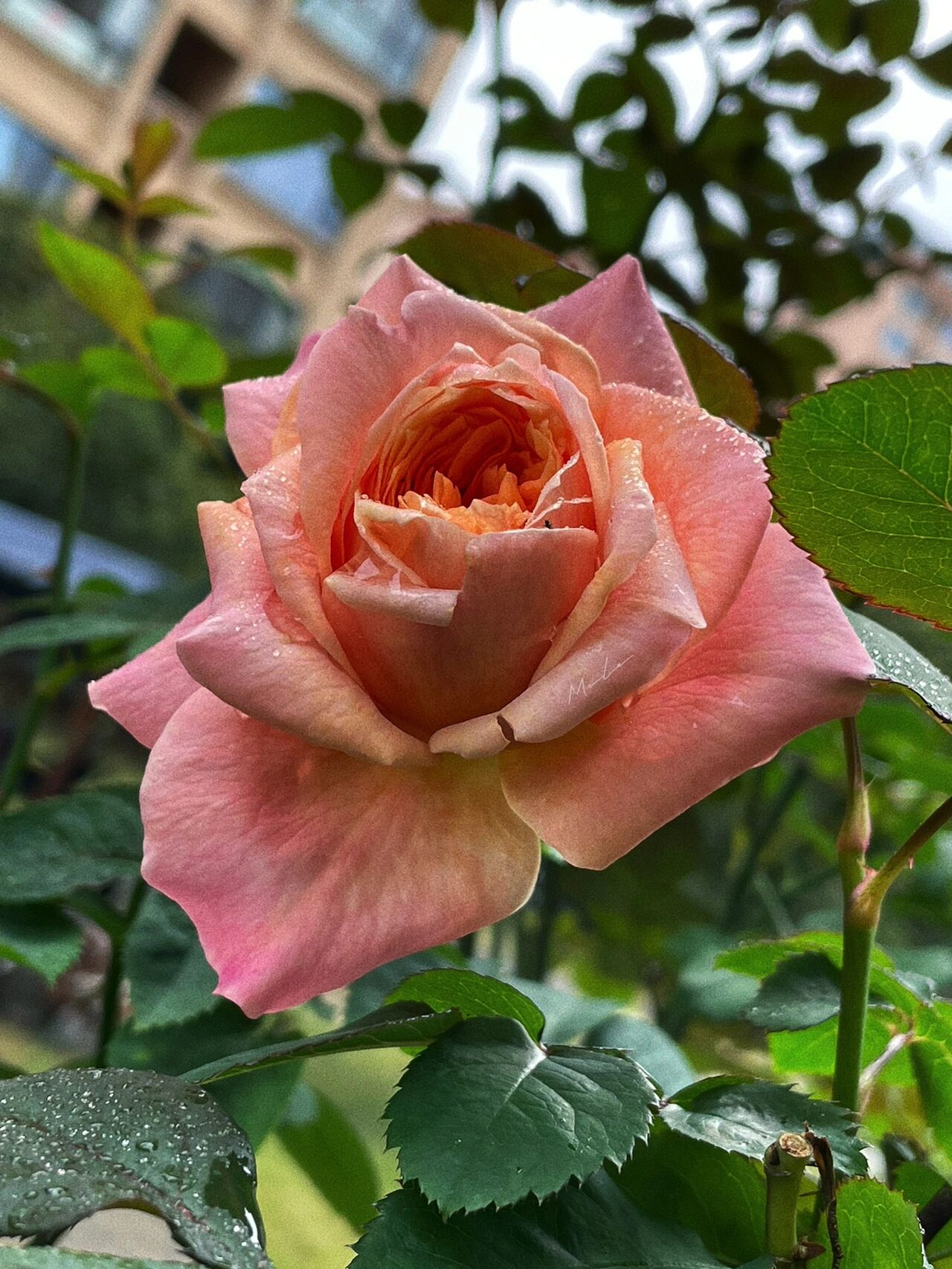 维多利亚的秘密 月季