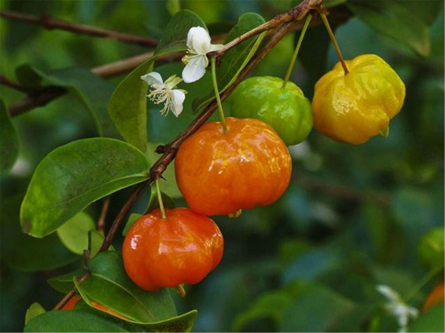 巴布亚新几内亚红果图片