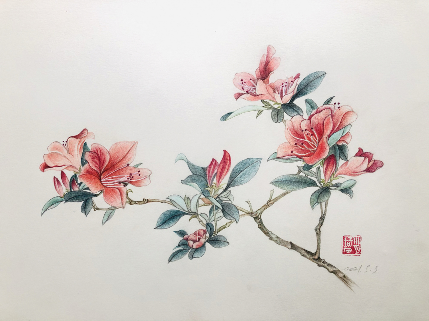 94编号475(临于北京樱花园)杜鹃,为新家专门画的