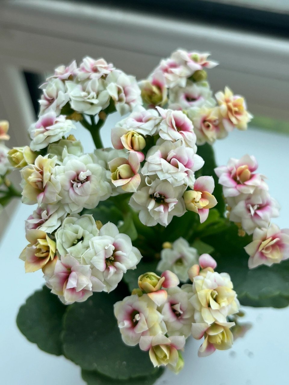 长寿花(10)洛神(五花肉)