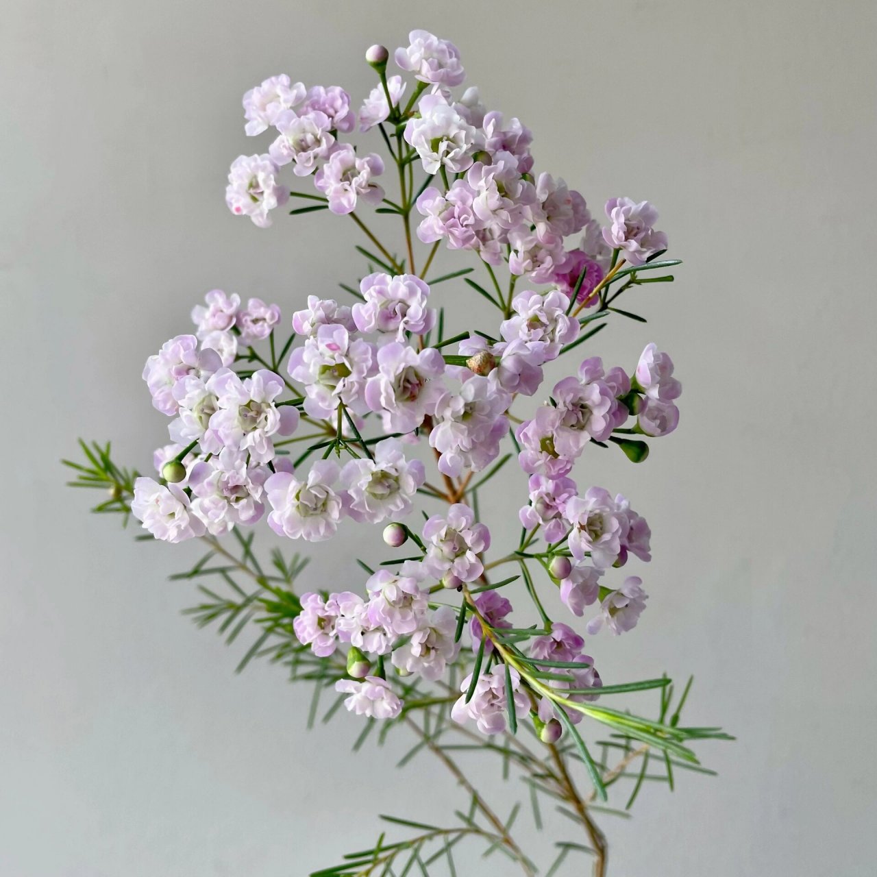 粉色重瓣腊梅94(花景园鲜花) 腊梅又称澳梅,蜡花 有尖头,平头 单瓣