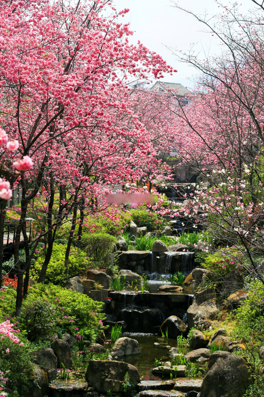 龙州樱花谷旅游风景区图片