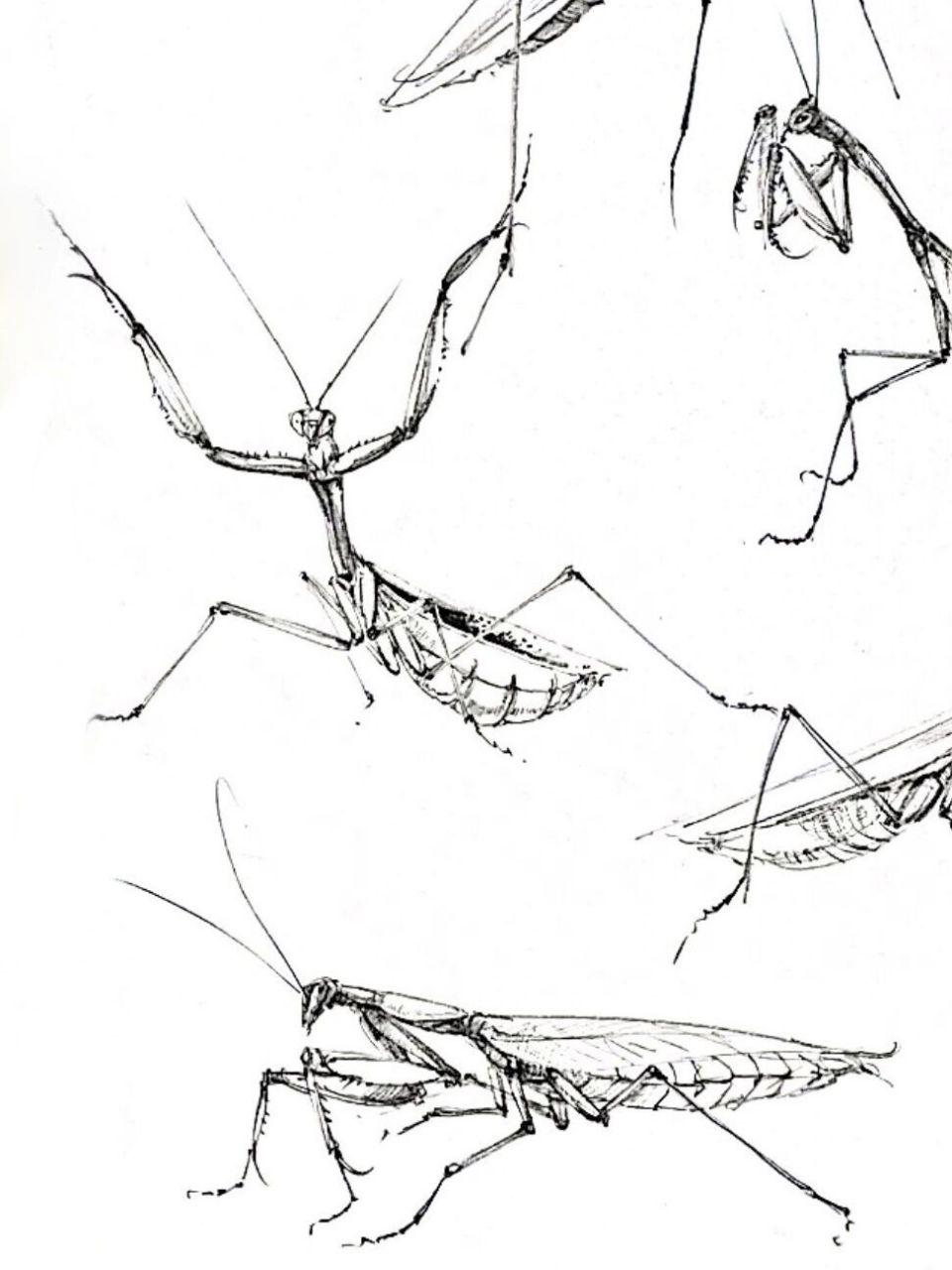 螳螂素描简笔画图片
