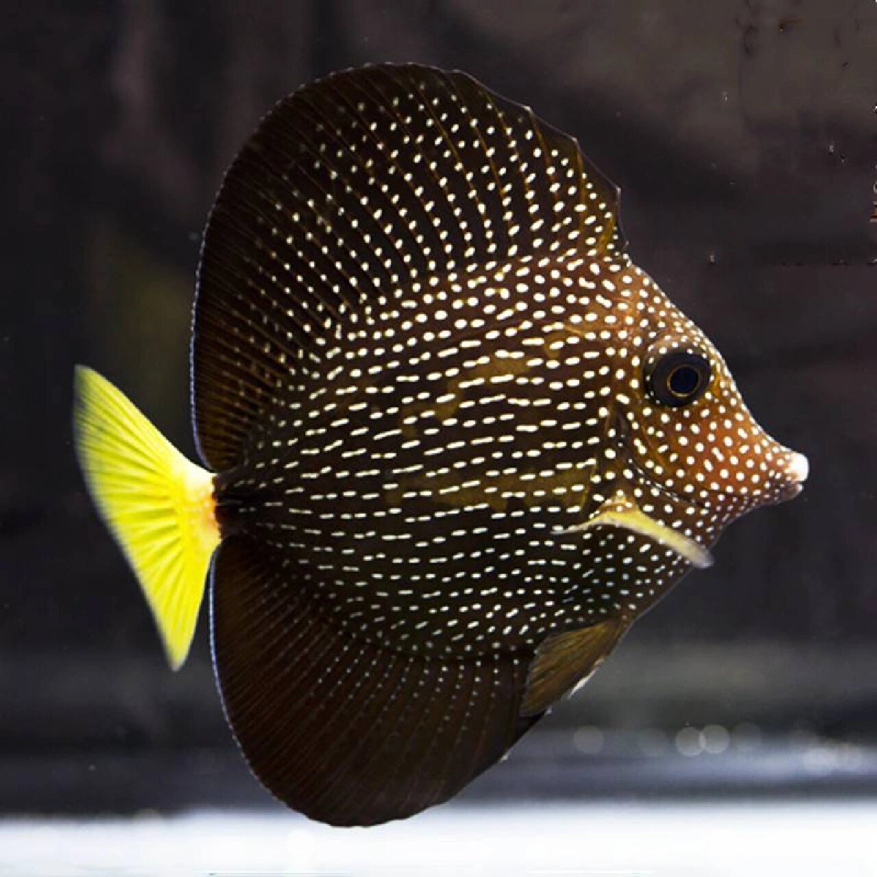 海水鱼倒三角吊皮肤的重要性 图一普通三角吊,市场价格四十左右 图二