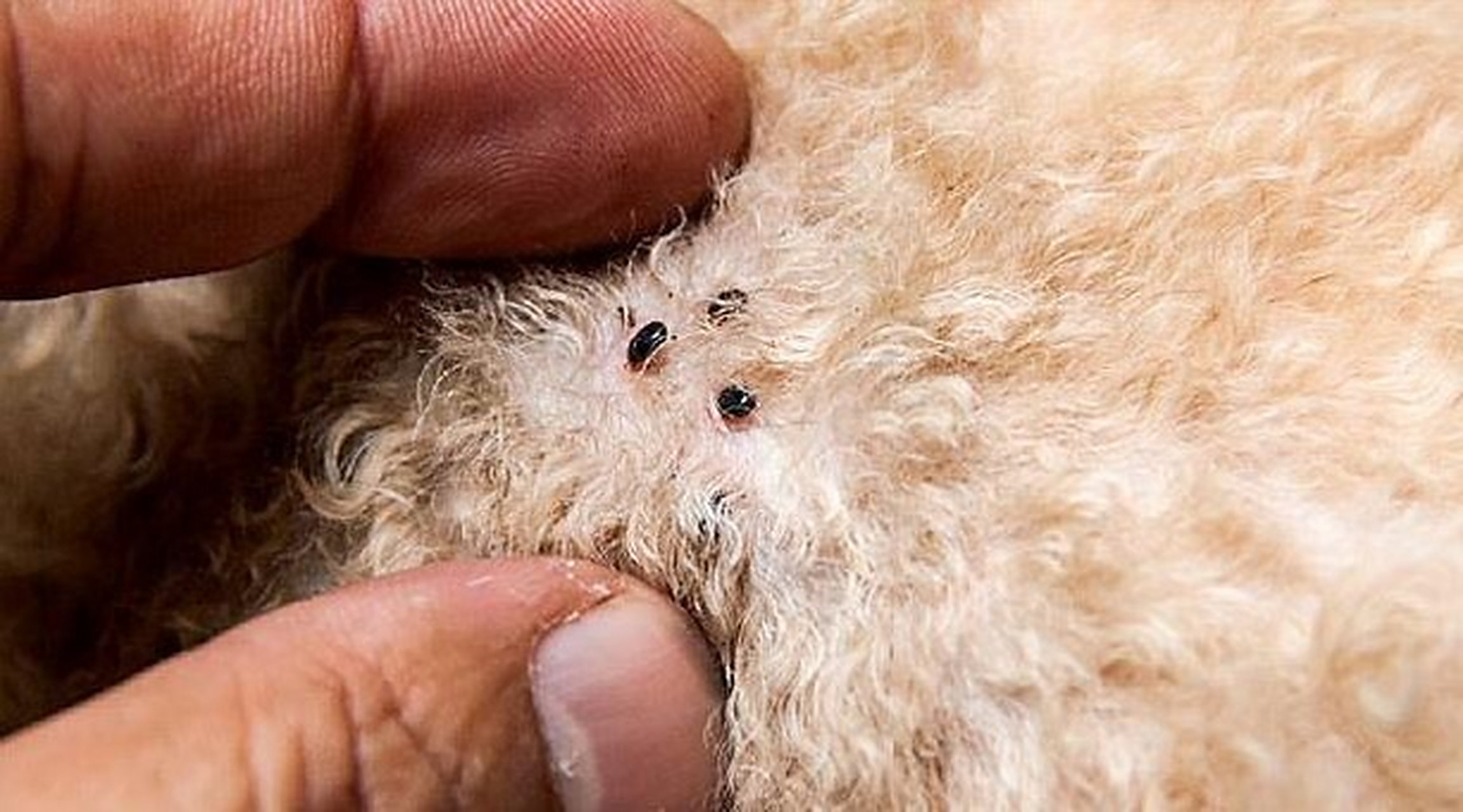 猫身上的跳蚤,源自与老鼠,跳蚤又叫鼠虱,跳蚤和老鼠是一家亲哪.