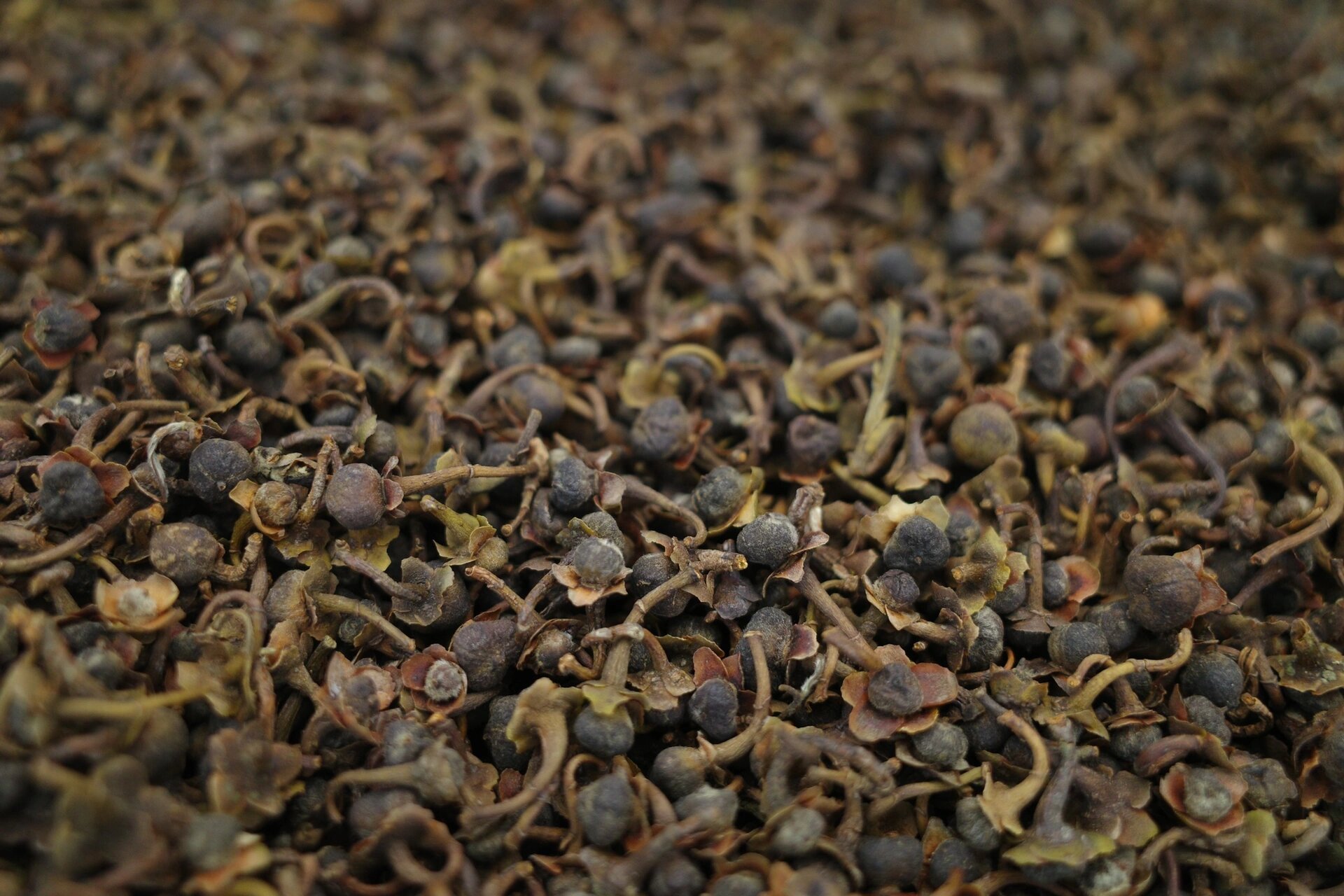 今日分享 福鼎白茶籽 小茶籽感兴趣的赶紧看下?