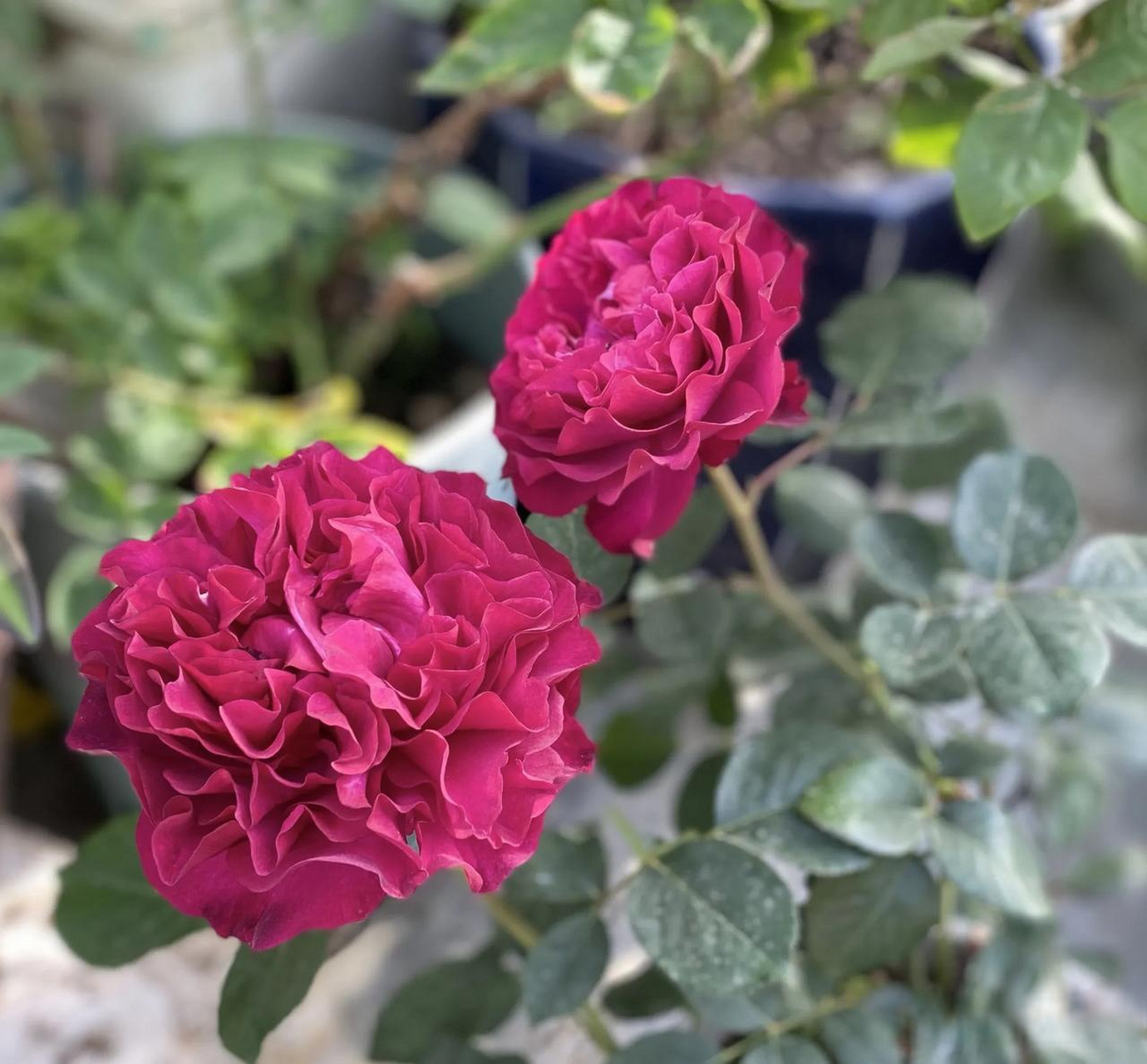 微头条生活养成计划花友们,对月季品种暮光之城怎么看?