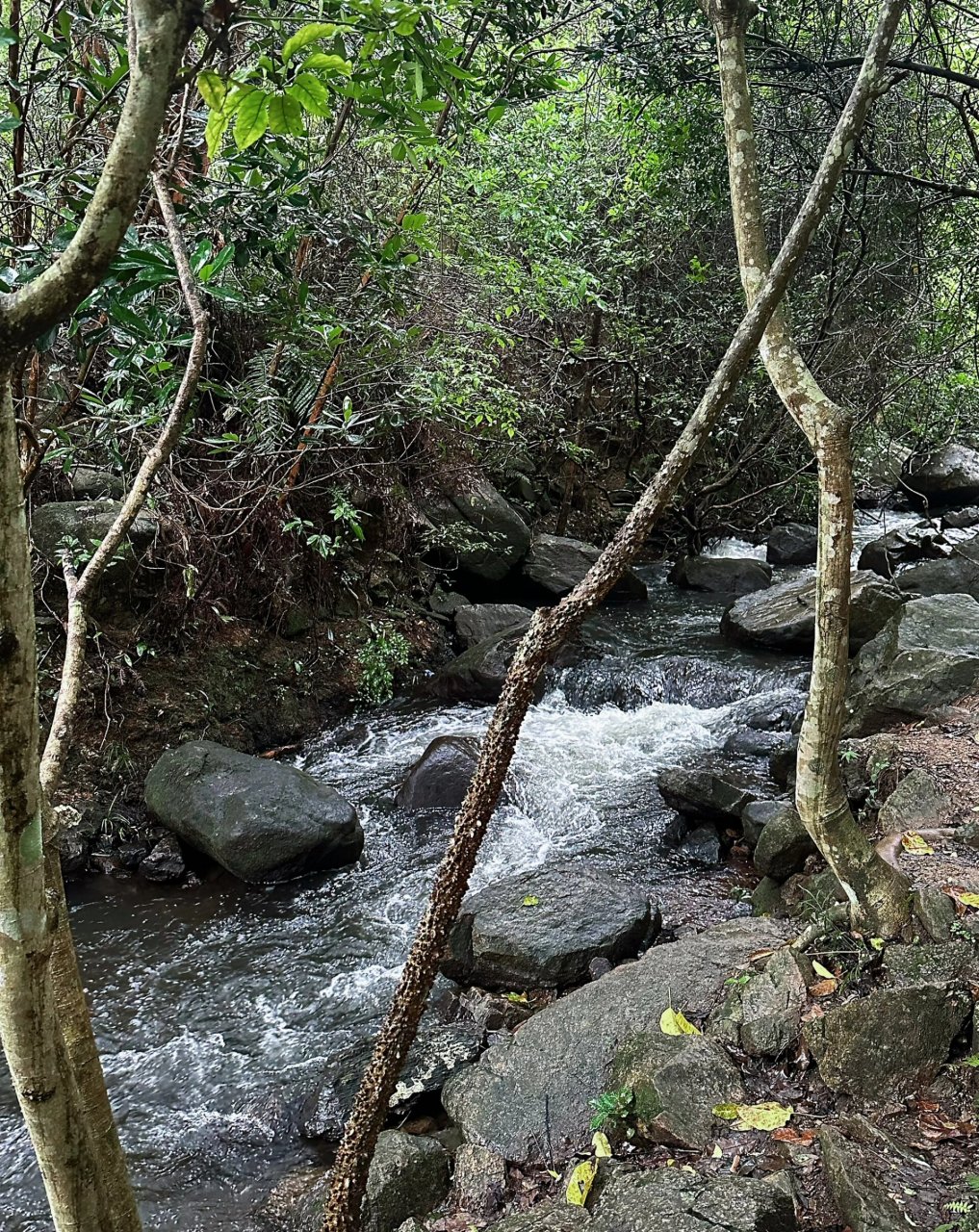 深圳|超美徒步线路99马峦山郊野公园攻略 马峦山郊野公园是一个充满