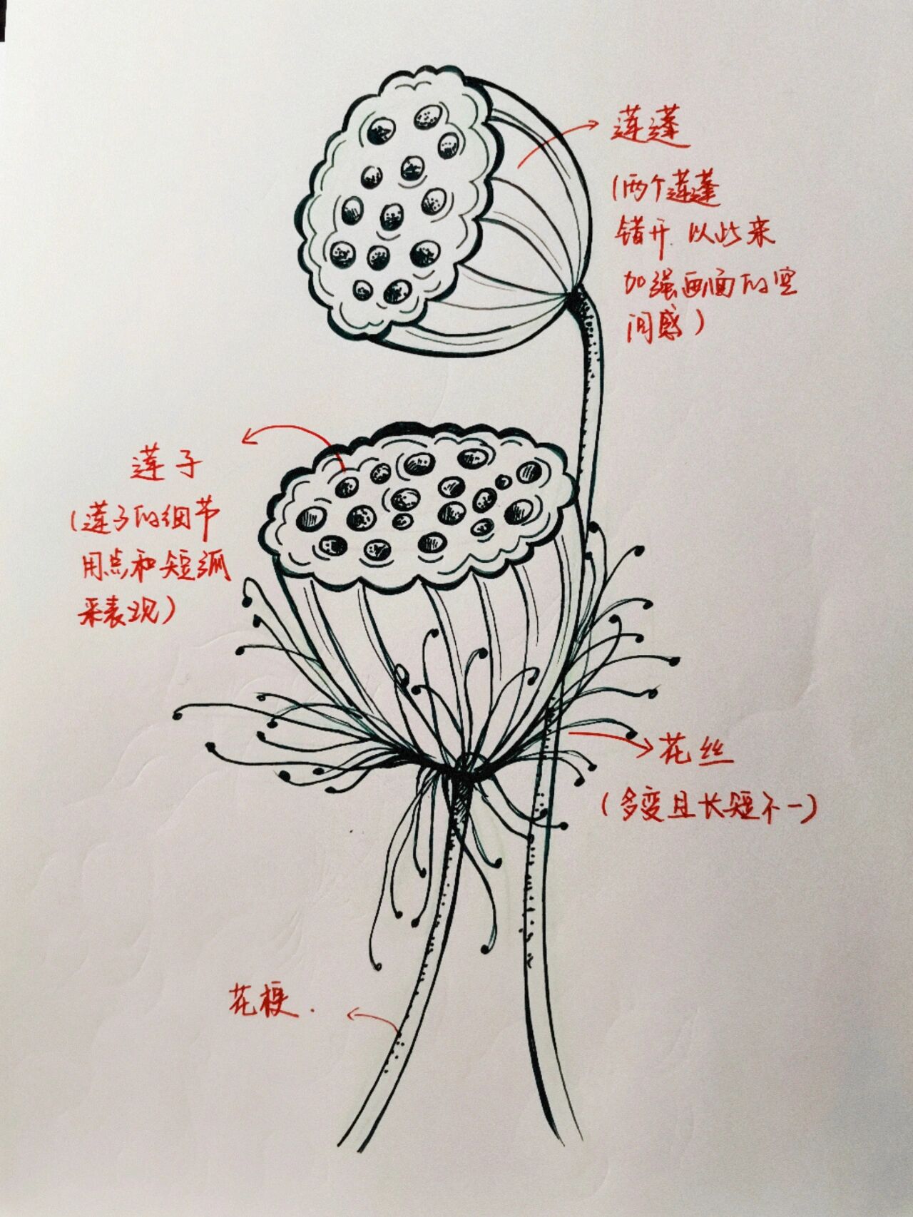 莲蓬绘画步骤图