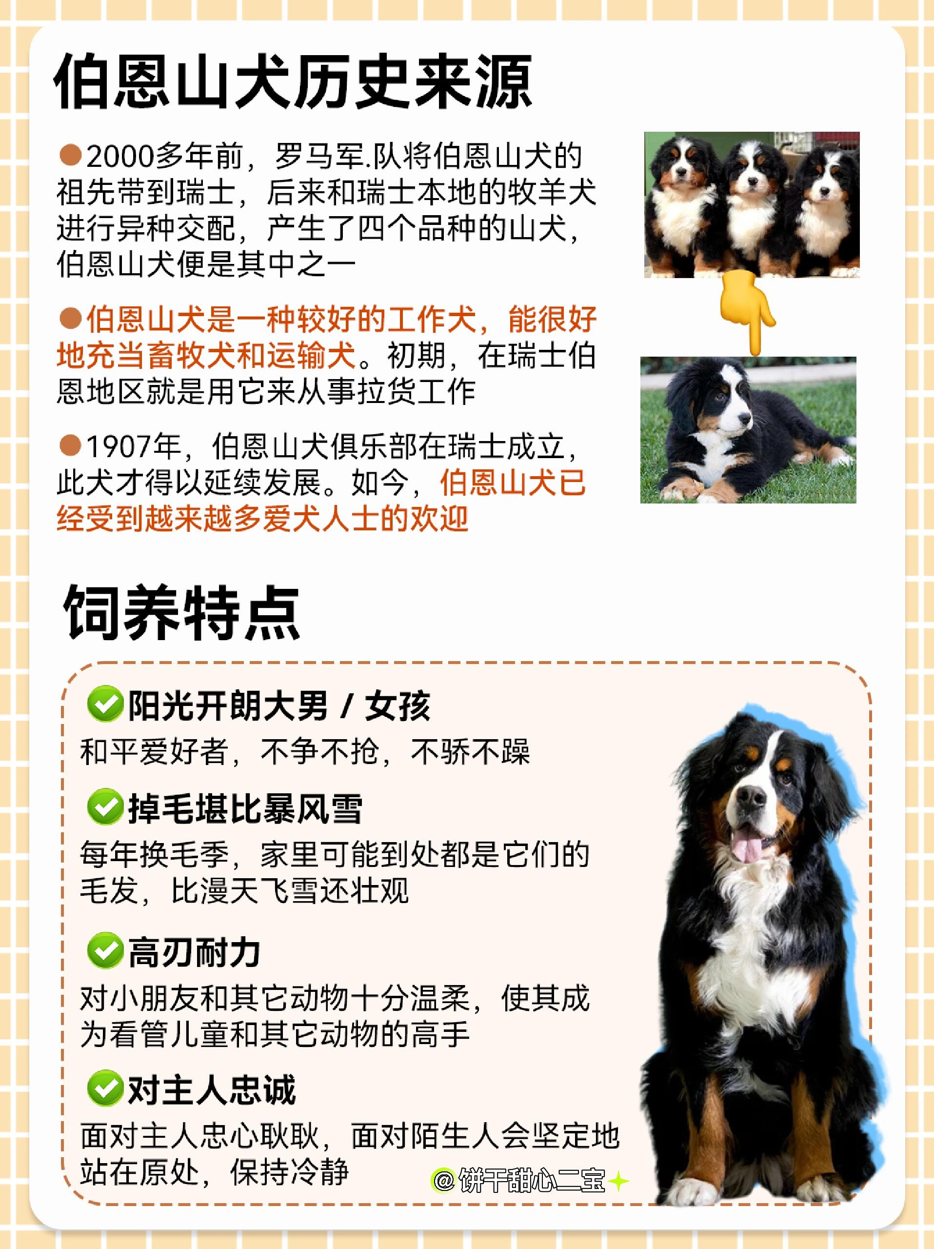 金毛犬寿命图片