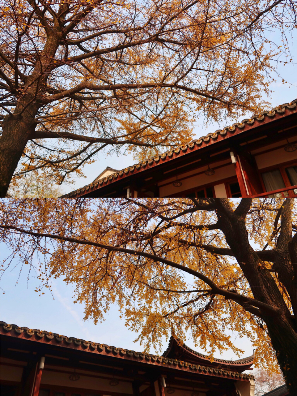 满屏金黄|78错过就要再等一年 78 夕霞小筑(杭州西湖边) 05