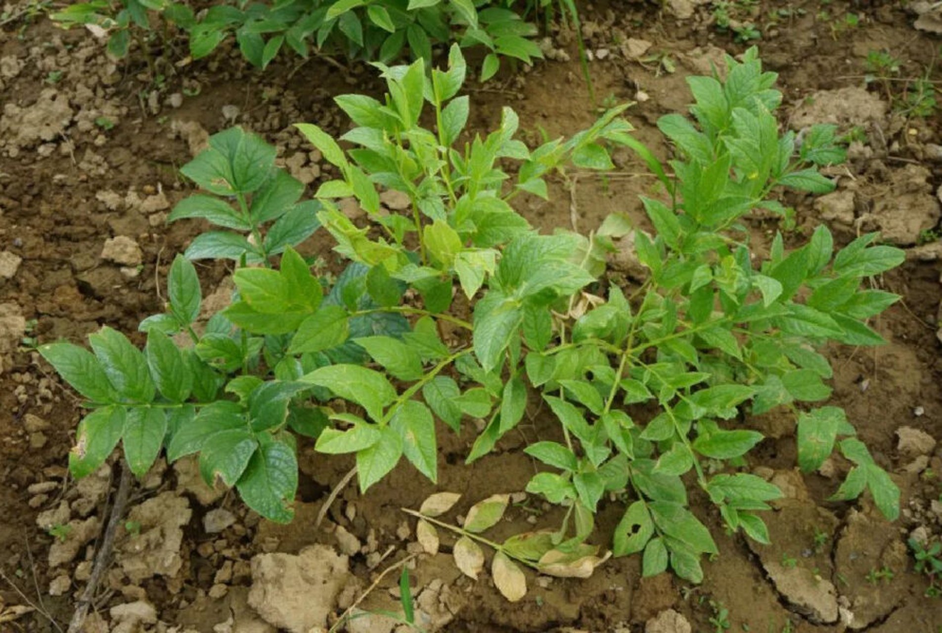 92清热燥湿,祛风解毒良药——白鲜皮 92《中国药典》2020版收载