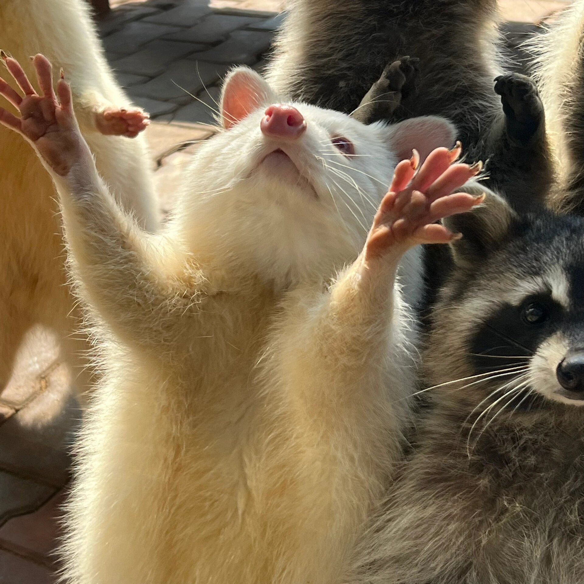 白化小浣熊来啰!咱们的小白最可爱啦