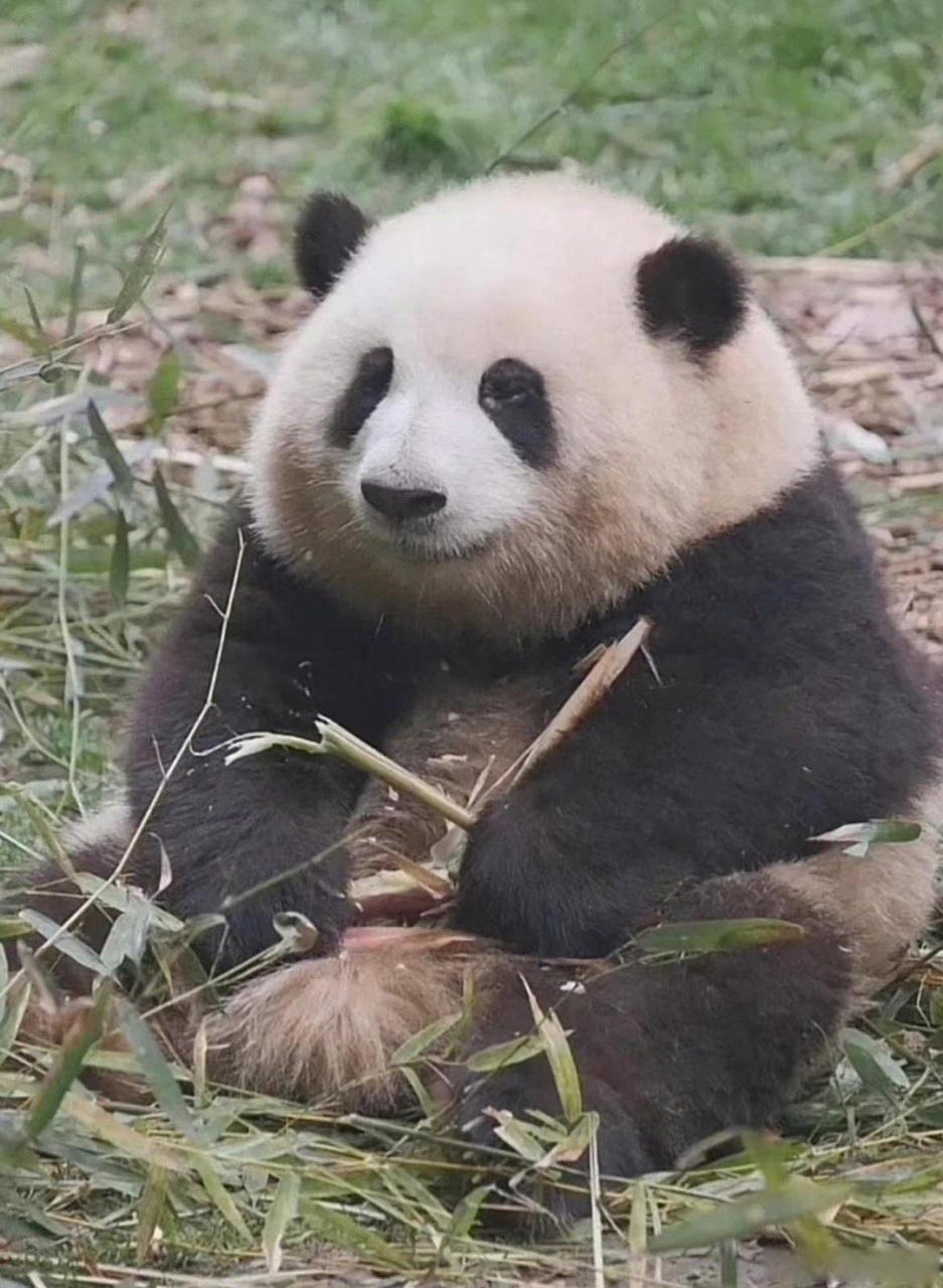 熊猫界的"顶流"女明星花花,因为身高不达标再次留级幼儿园