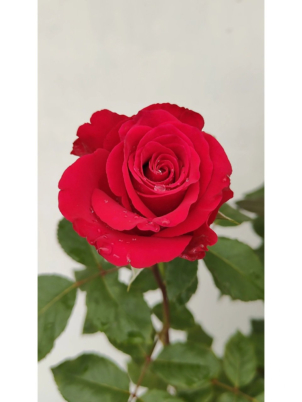 红新娘 红色切花月季,花期超级长,上一波花开了一个月