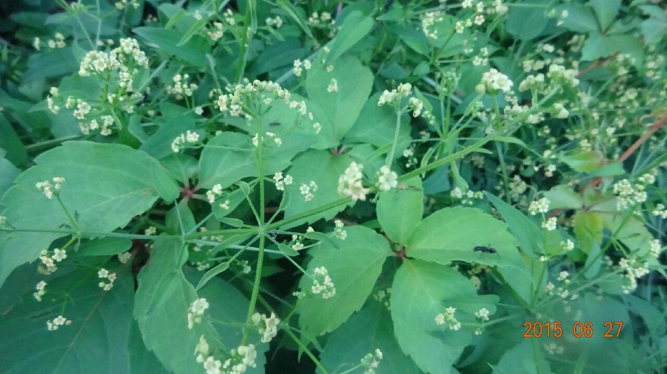 茜草图片大全植物图片图片