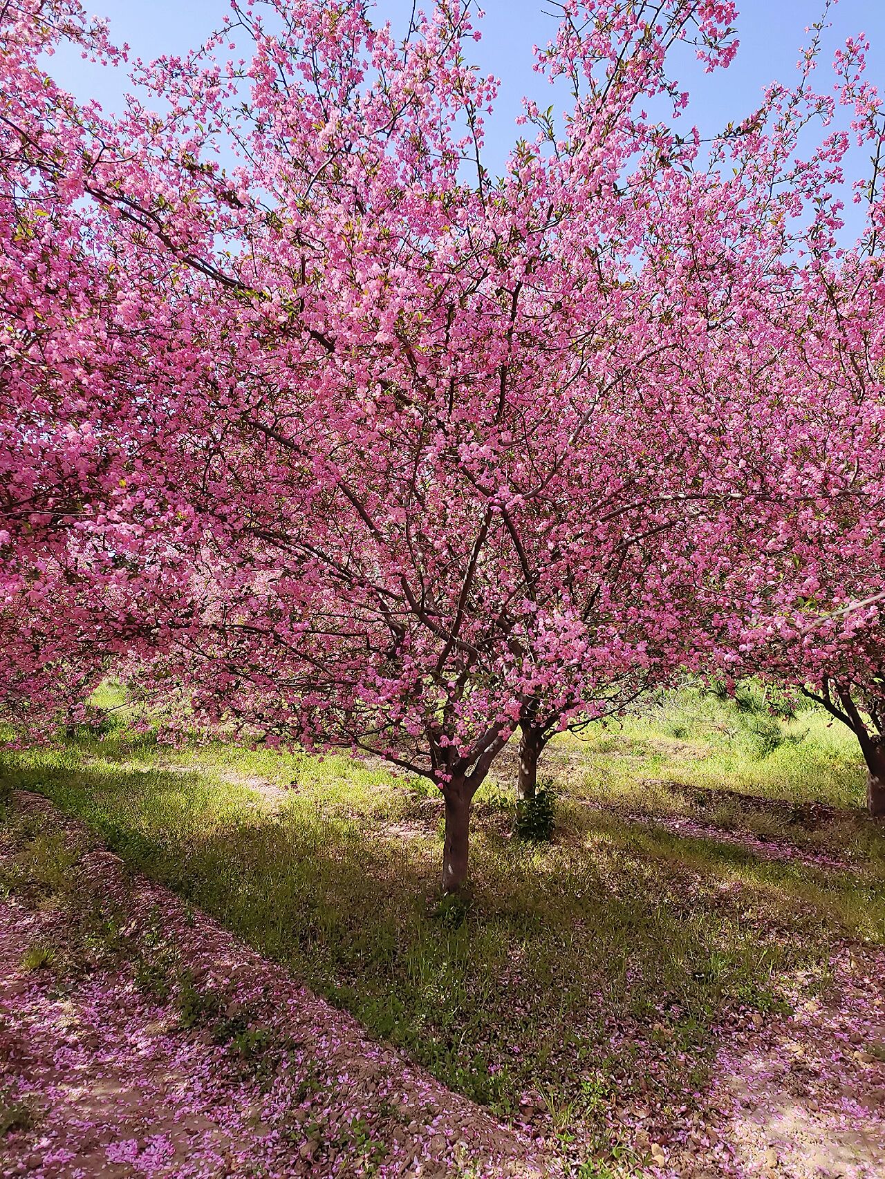 发现 春有约 花不误这里的垂丝海棠盛开啦！