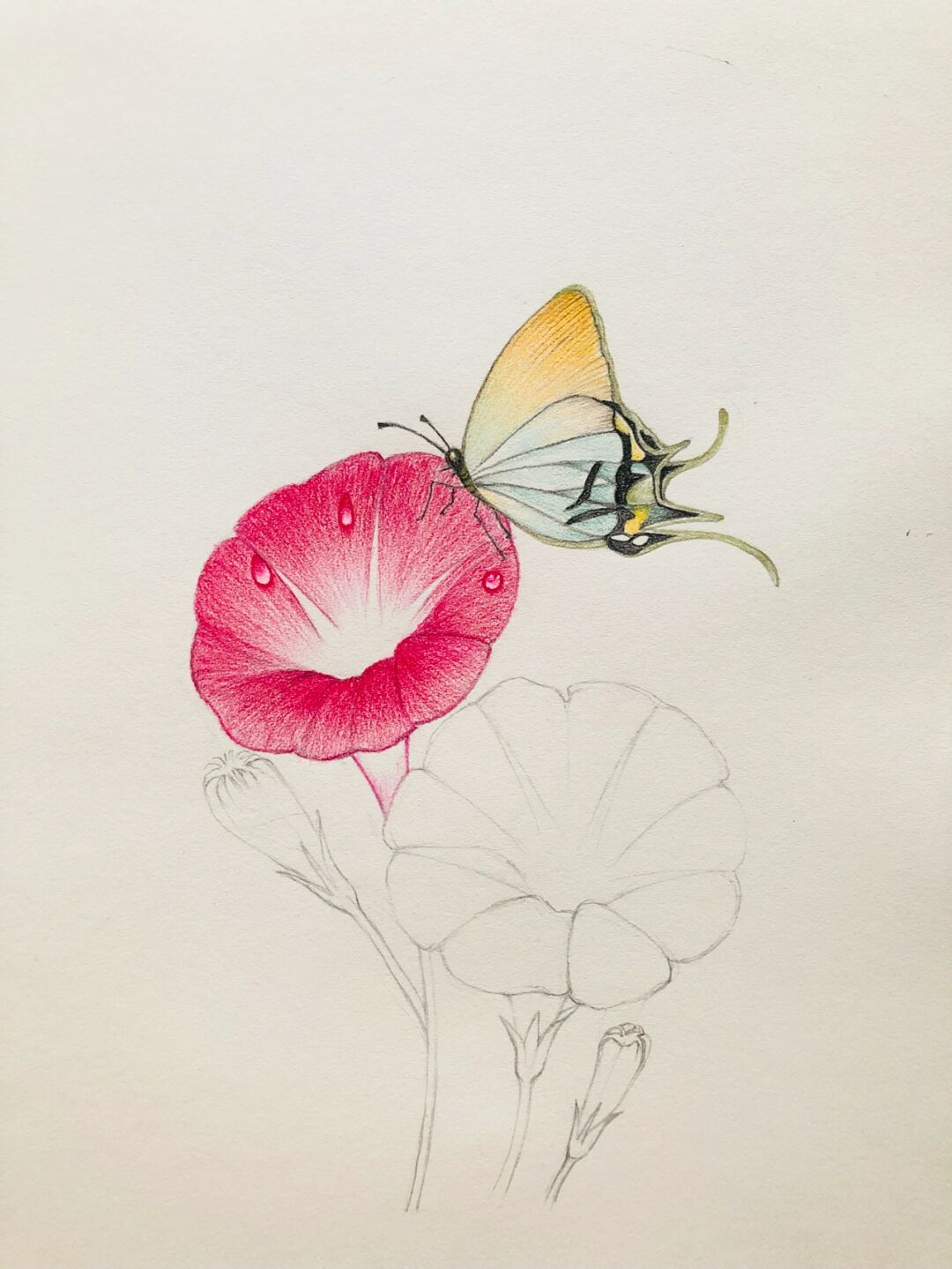 叠色效果好,没有色号彩铅画樱花上色的素描简单画色彩鲜艳的画六年级
