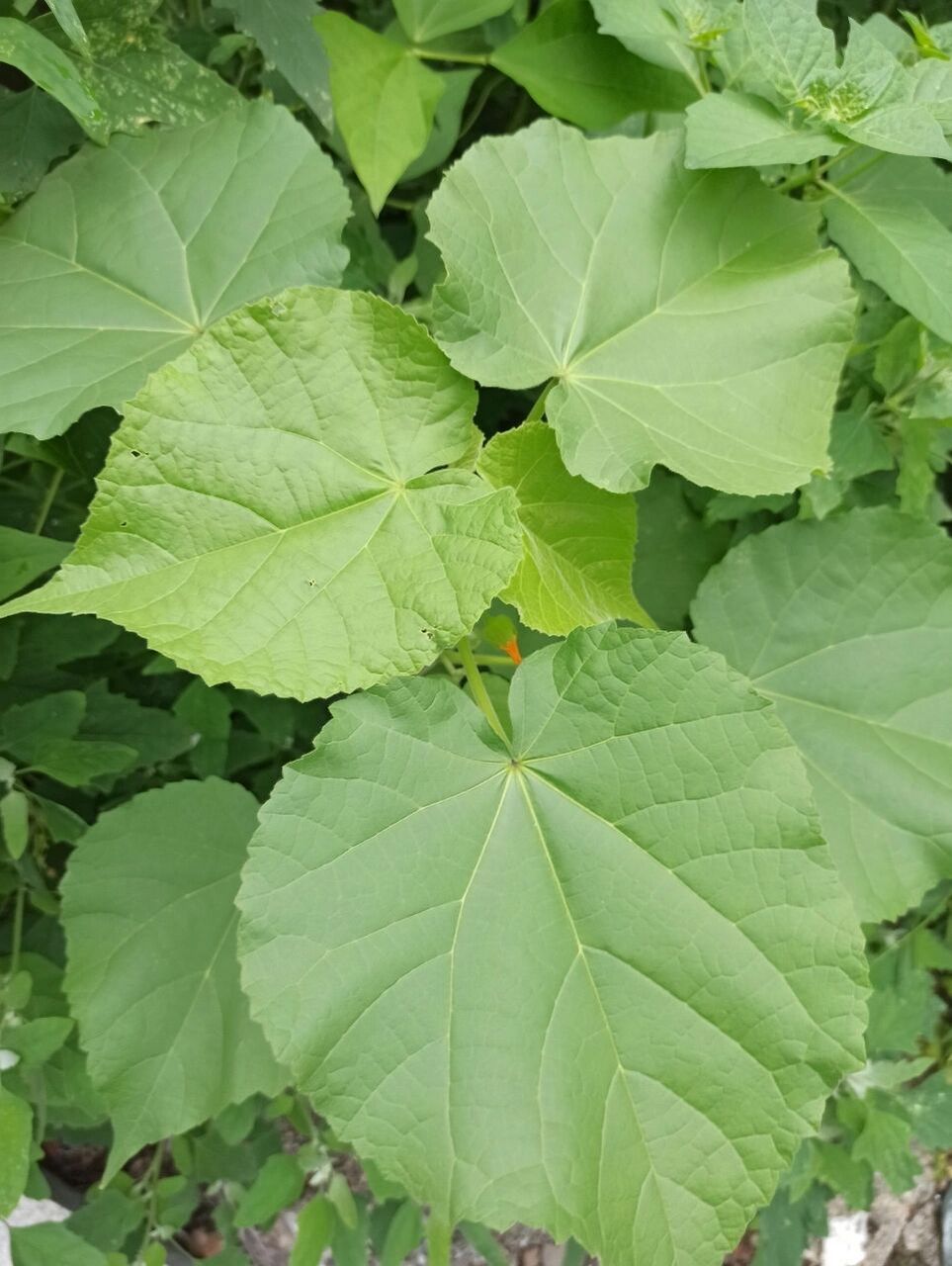 东北野草花(六十七)苘麻 锦葵科苘麻属一年生草本植物.