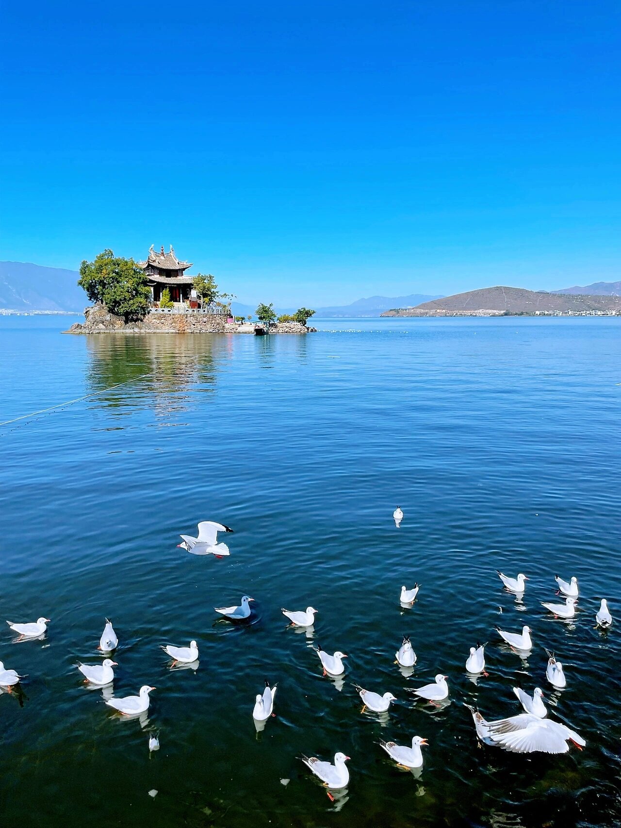 洱海上的精灵/翘首以盼的红嘴海鸥如期而至 96红嘴鸥俗称"水鸽子"