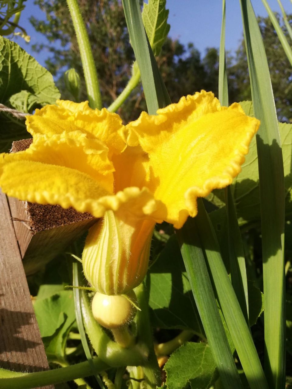 南瓜雌花雄花的分辩 放两张正在盛开的南瓜雌花,雄花以及授粉后的雌花