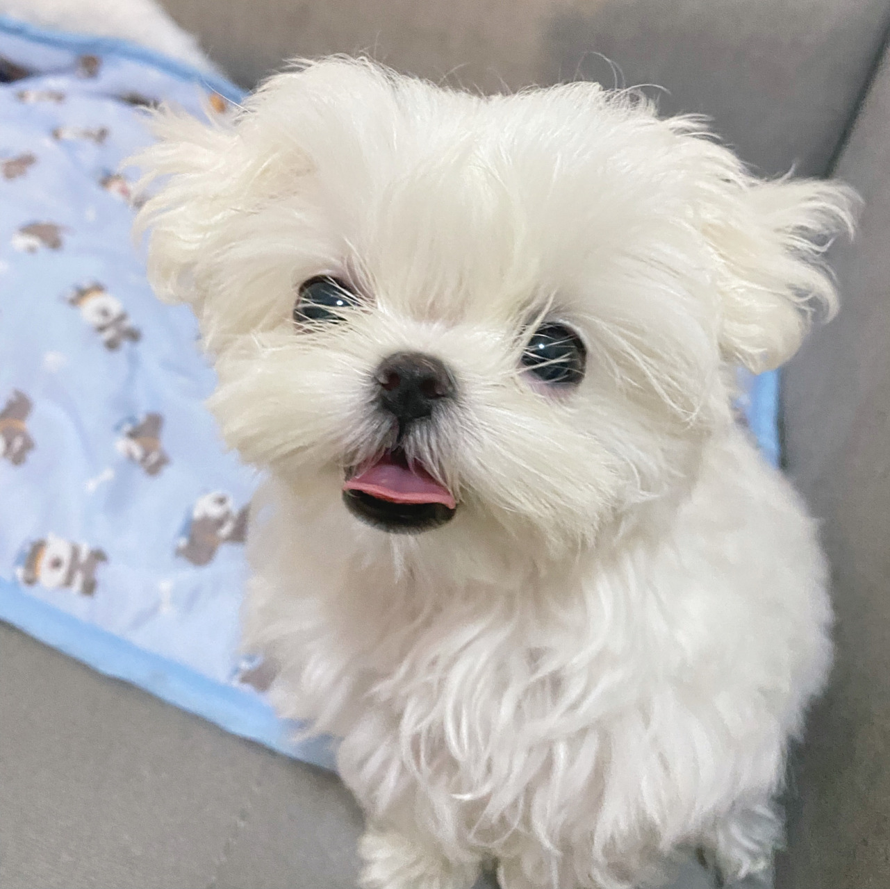 因为颠咚(马尔济斯)是白毛狗狗,比哥哥姐姐要更难打理,虽然颠咚🈚