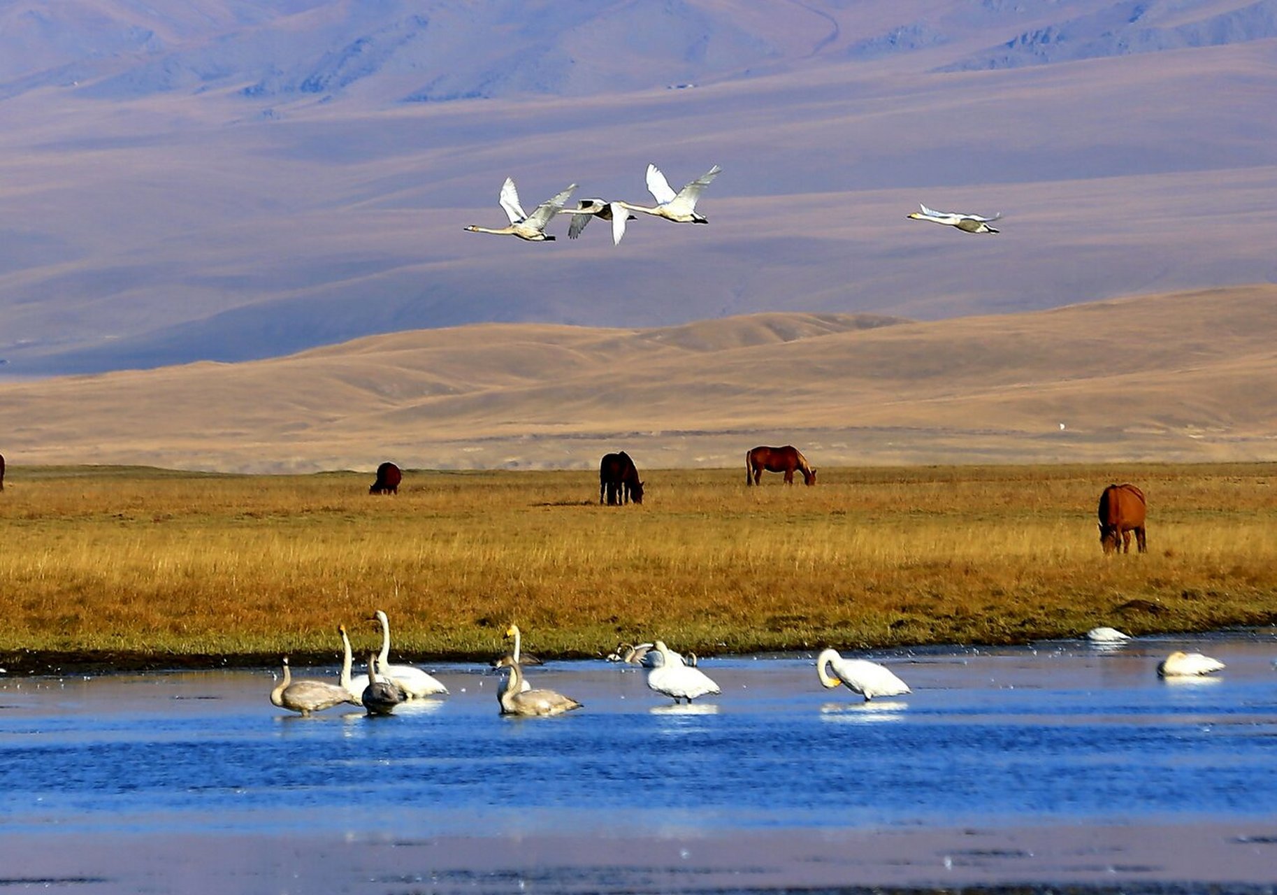 美丽的巴音布鲁克大草原 巴音布鲁克镇,是因草原景区设的一个小镇,独