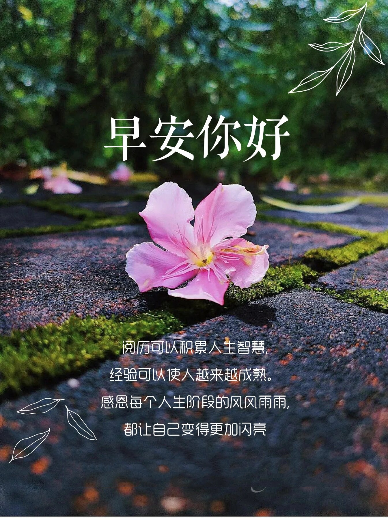 早安心语|唯美阳光的早安句子,正能量满满