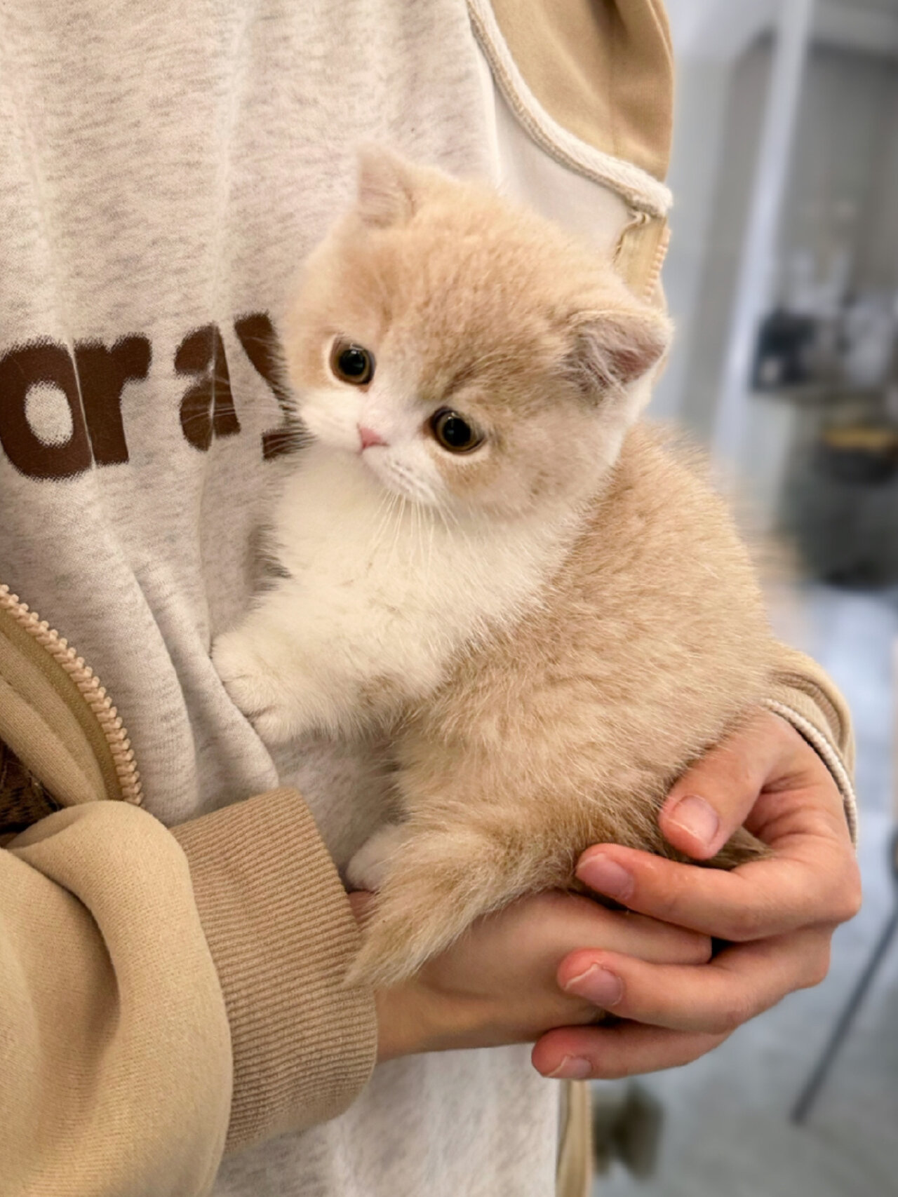 委屈巴巴求抱抱 乳白曼基康矮脚猫