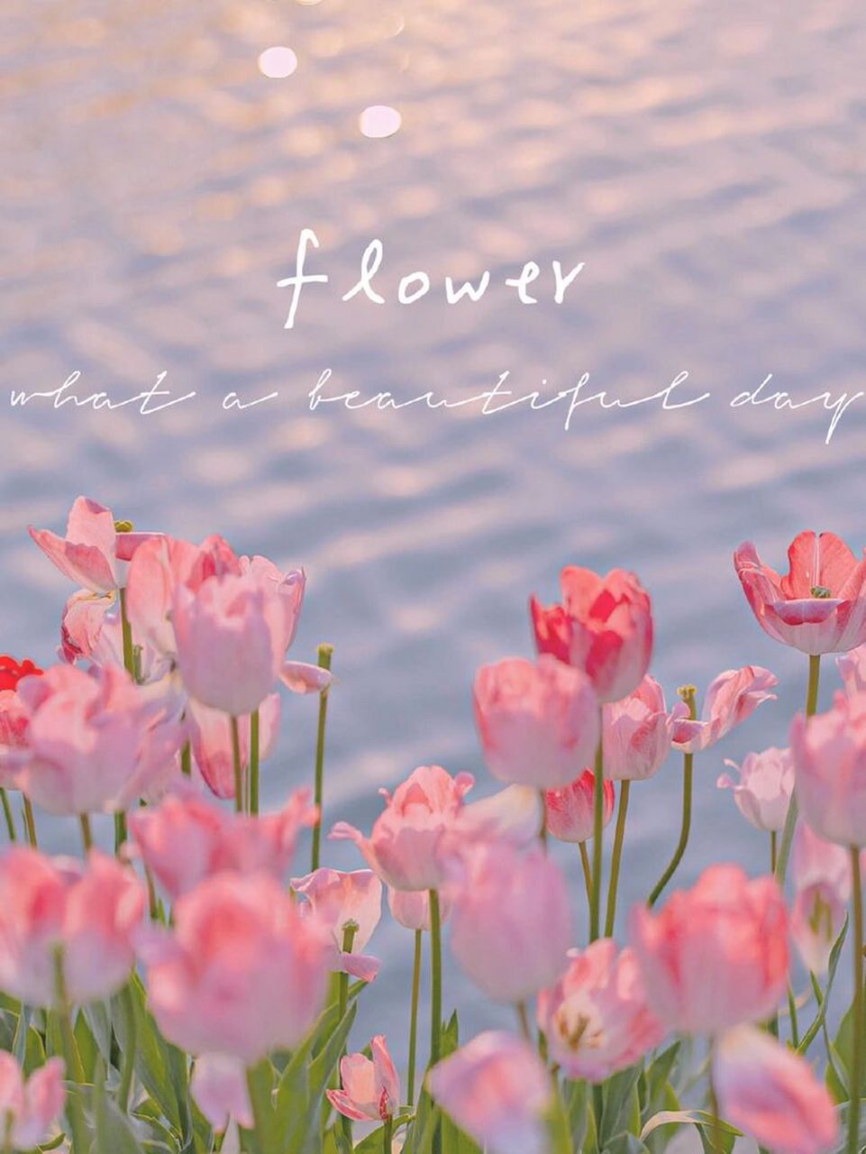 治愈系ins风 郁金香手机壁纸 郁金香壁纸 | 别害怕 宇宙都温柔 浪漫至