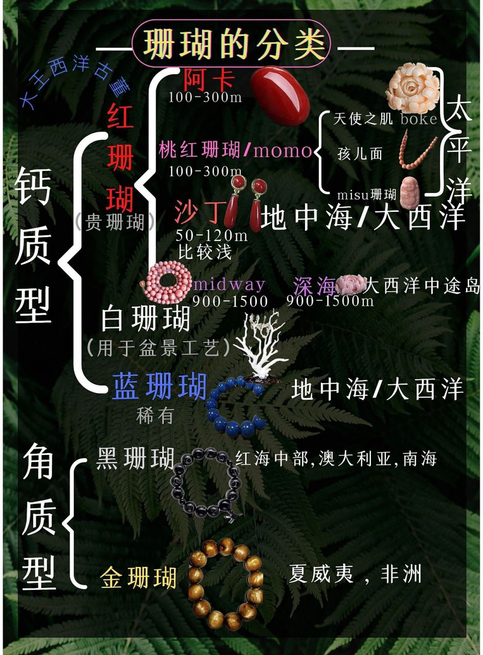 04一篇看懂所有珊瑚的分类 04珊瑚 珊瑚是由珊瑚虫分泌的钙质或