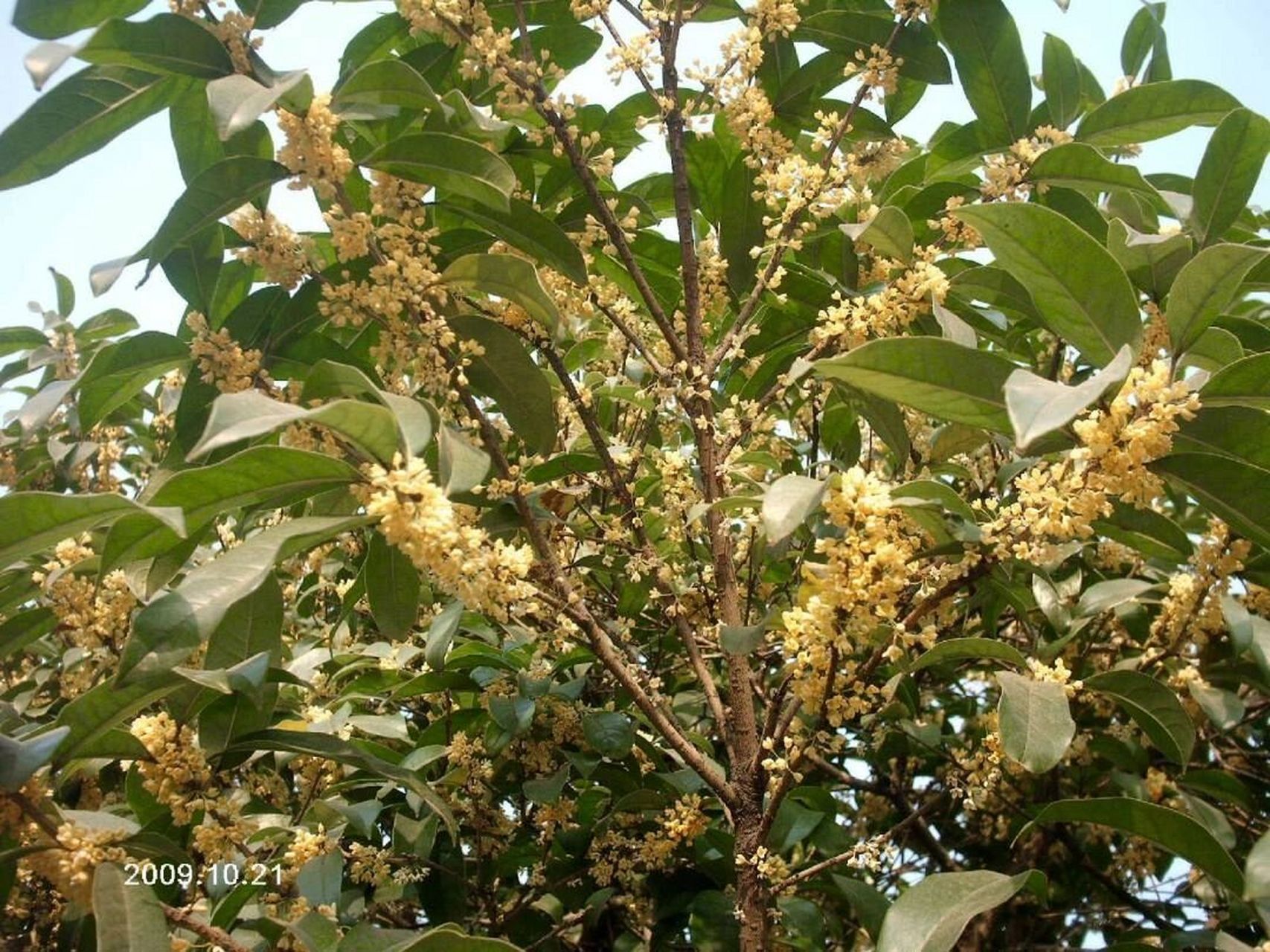 传说在广寒宫的仙树丨桂树 相传93月亮上的广寒宫92前的桂树90