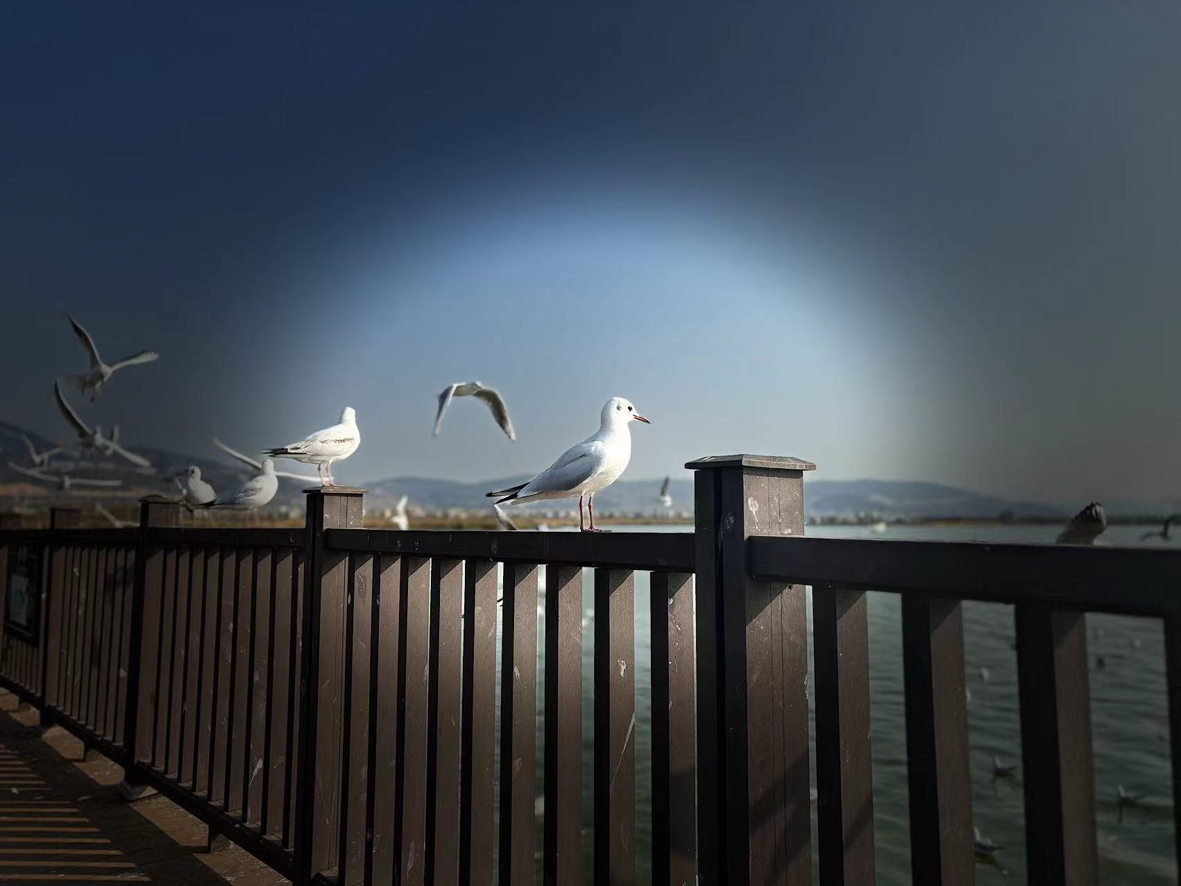 晨跑云南杞麓湖,全程33公里,湖边偶遇美丽的小鸟.