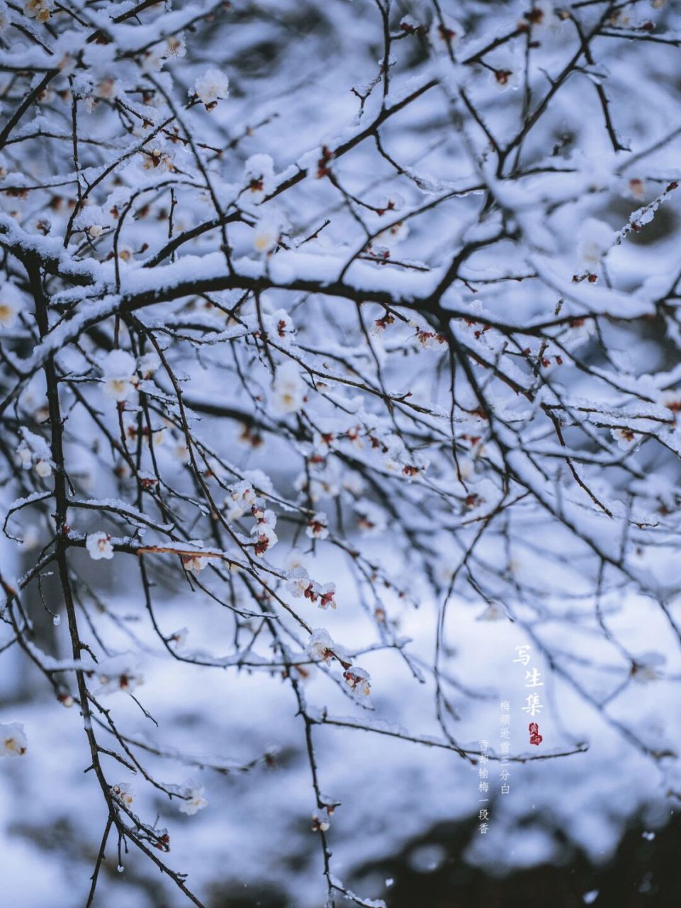 雪·白梅|古风摄影|写生集 梅须逊雪三分白, 雪却输梅一段香.