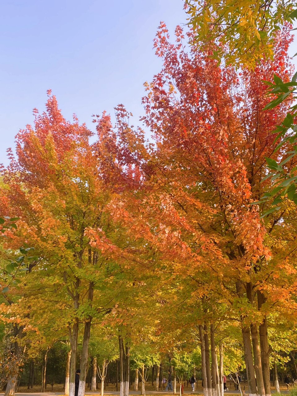 青岛即墨|马山地质公园 马山的秋天也太美了.