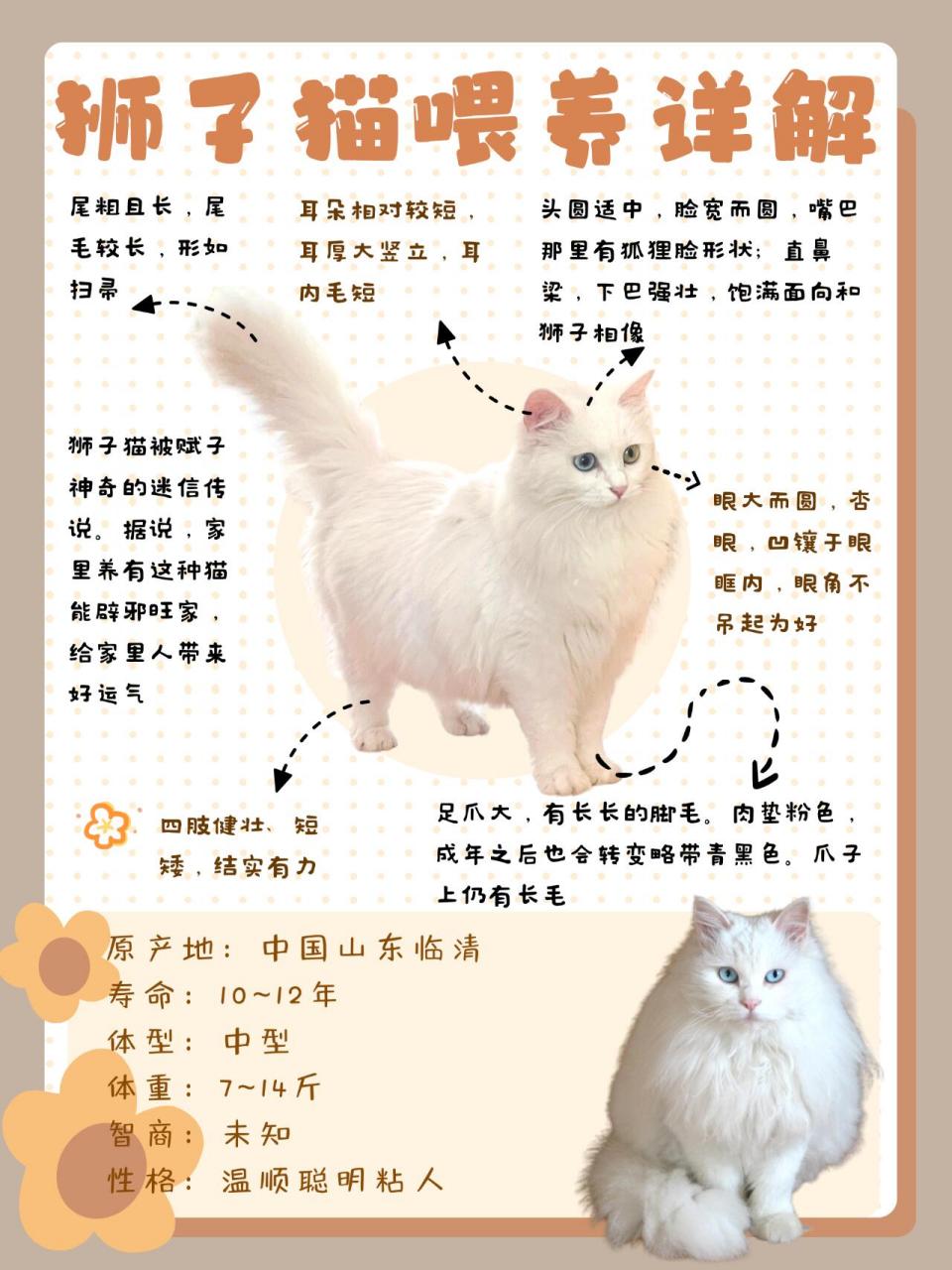 临清狮子猫vs布偶猫图片