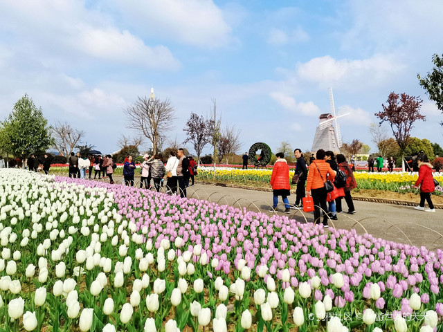 南充赏花好去处图片